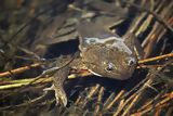 Frog of the Junn Lake
