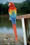Macaw, Tingo Mara