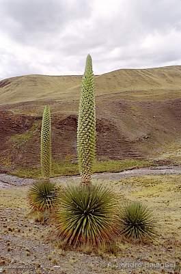 Photo of Peru