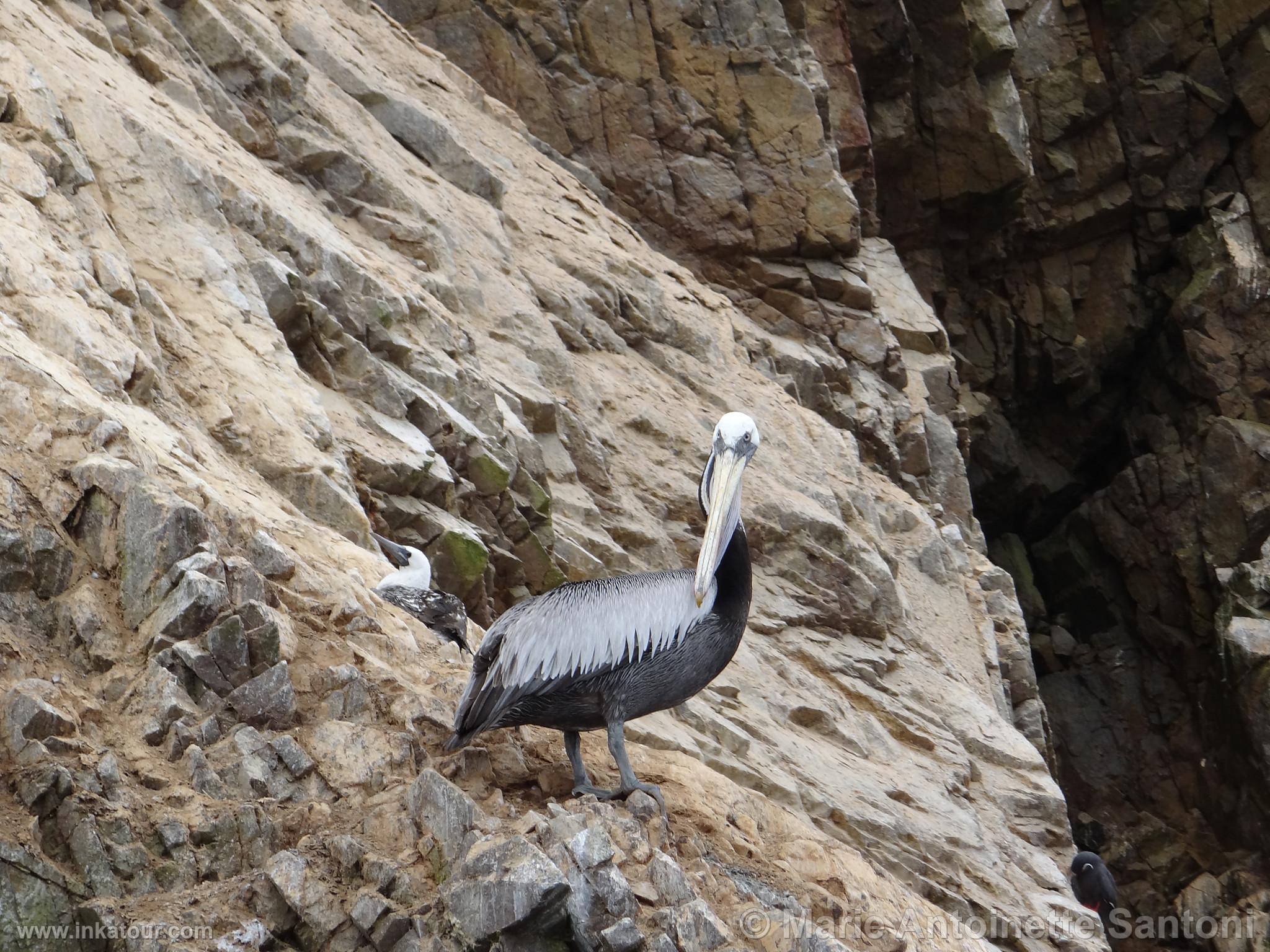 Ballestas, Paracas