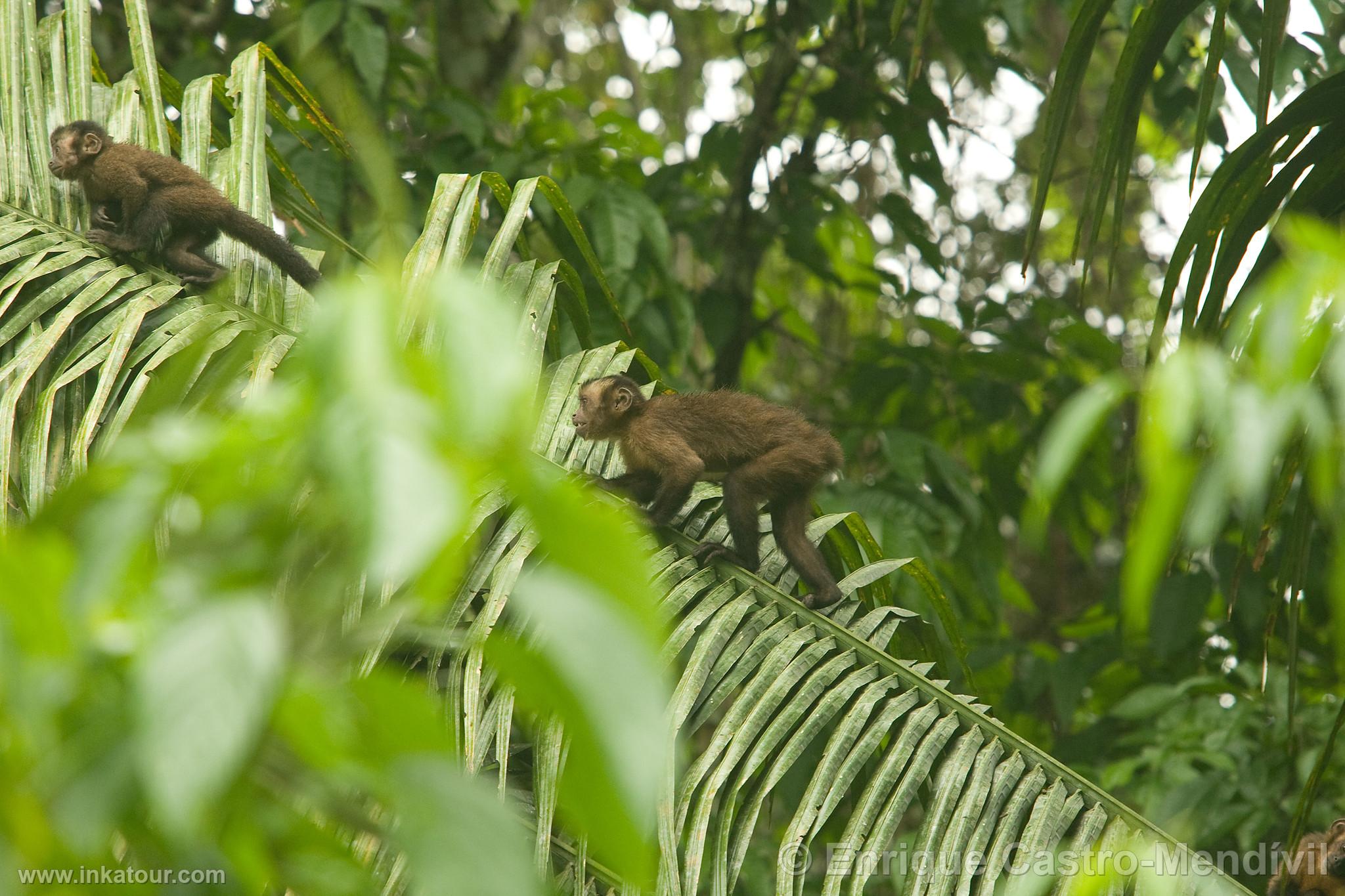 Brown capuchin monkey