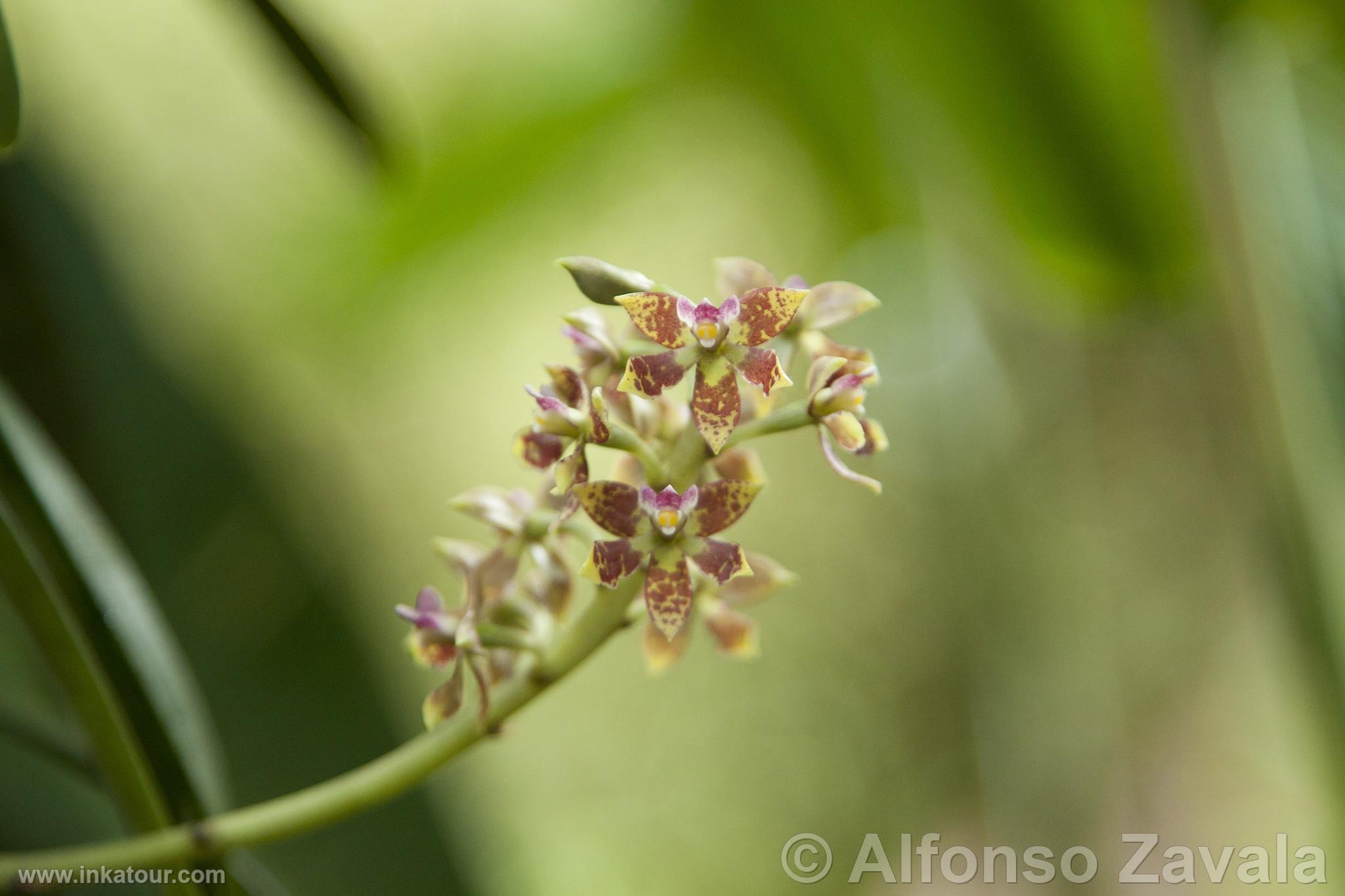 Orchid in Machu Picchu