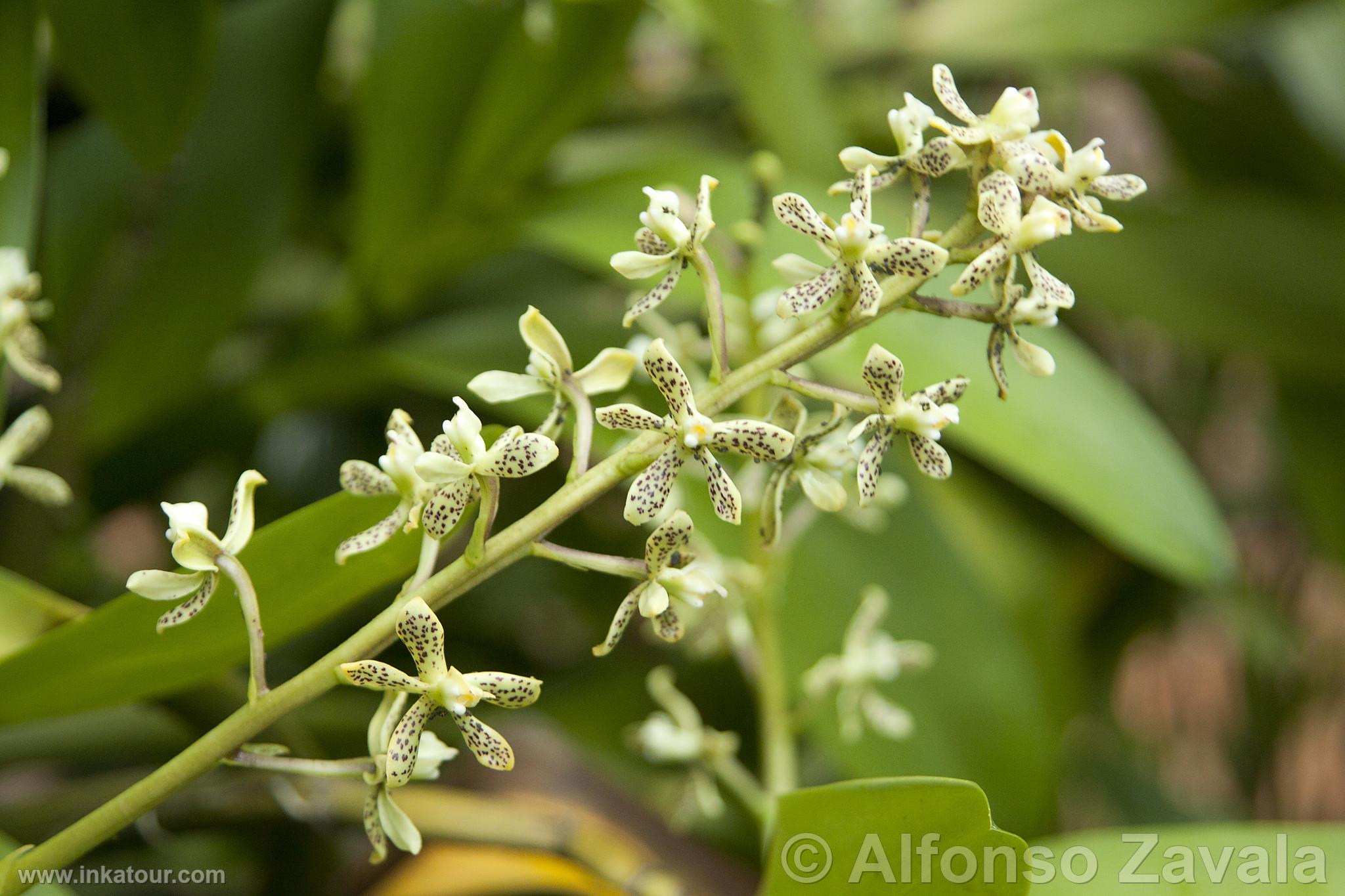 Orchid in Machu Picchu