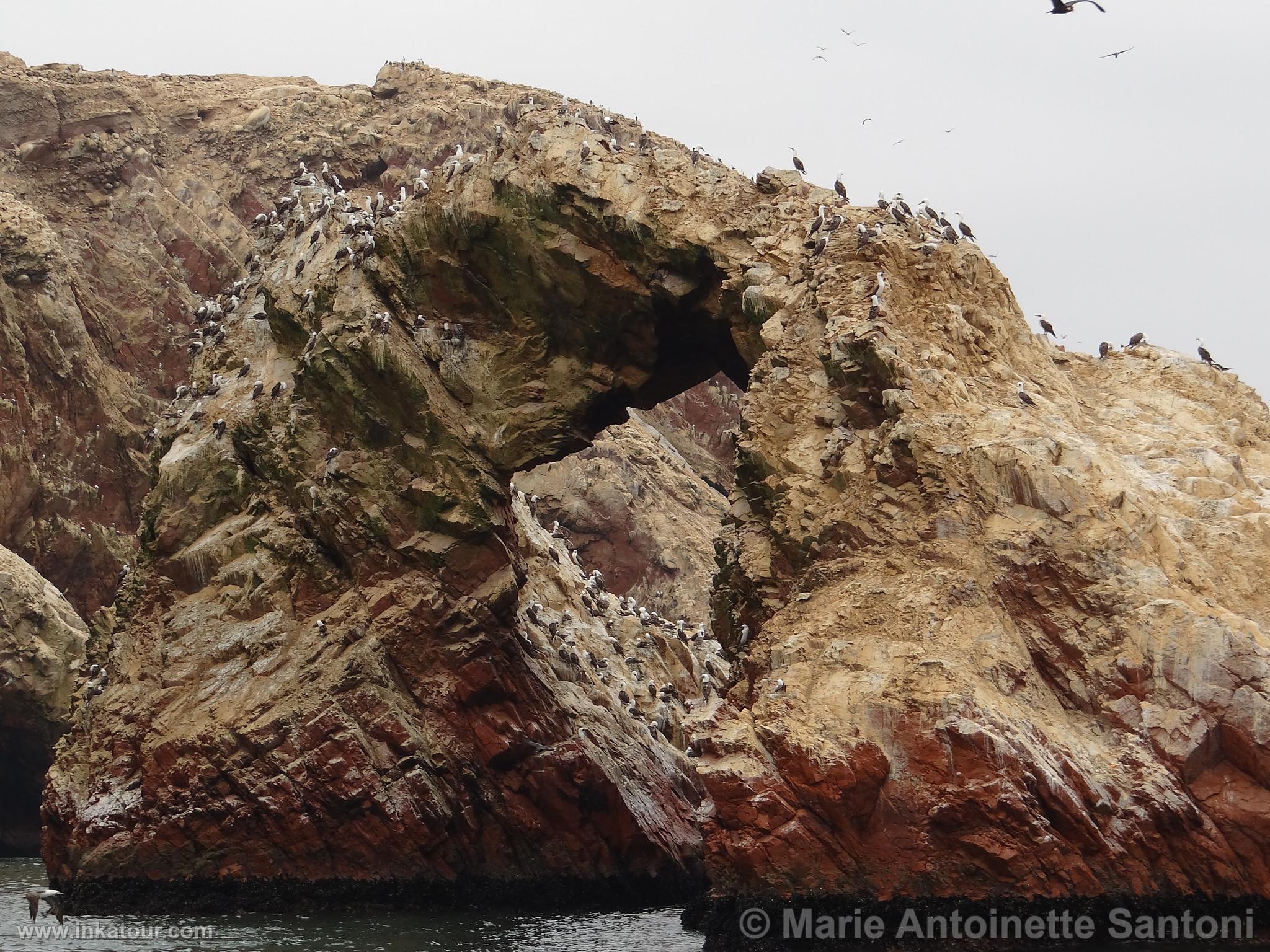 Ballestas Islands, Paracas