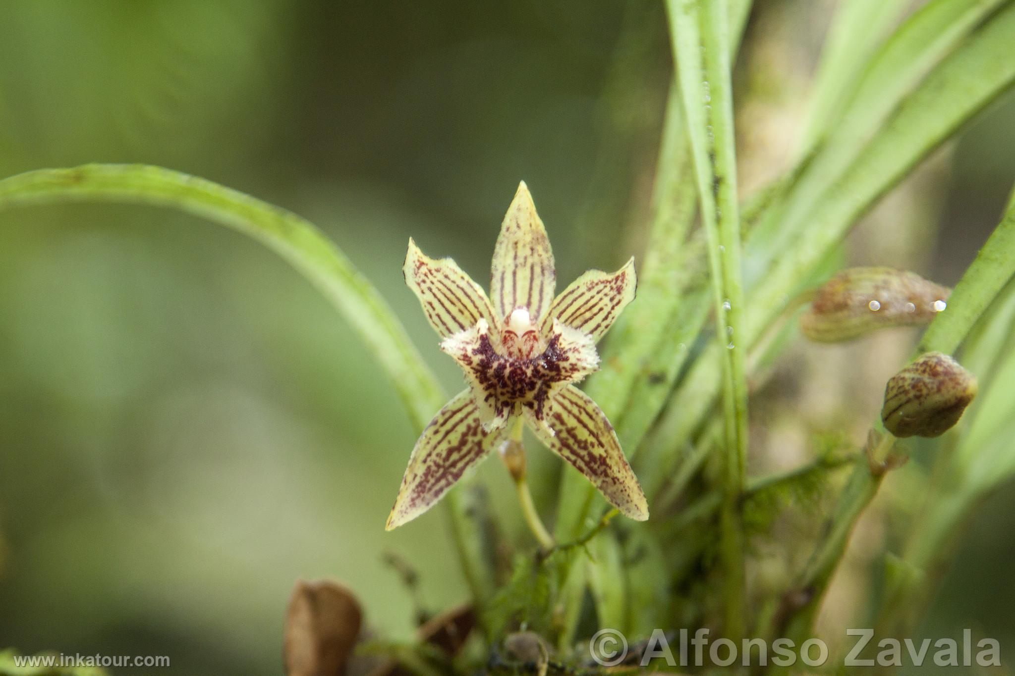 Orchid in Machu Picchu