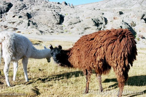 Photo of Peru