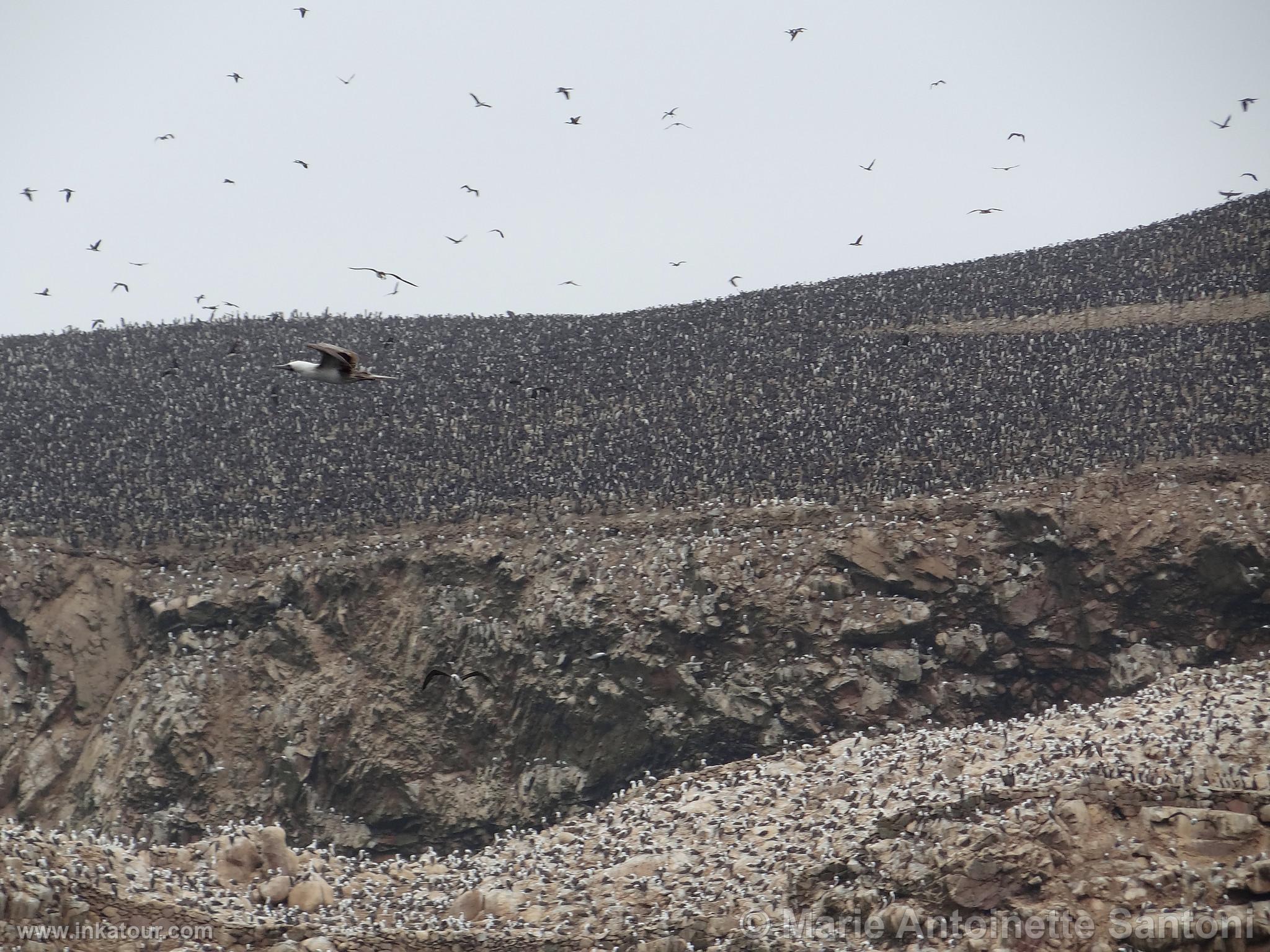 Ballestas, Paracas