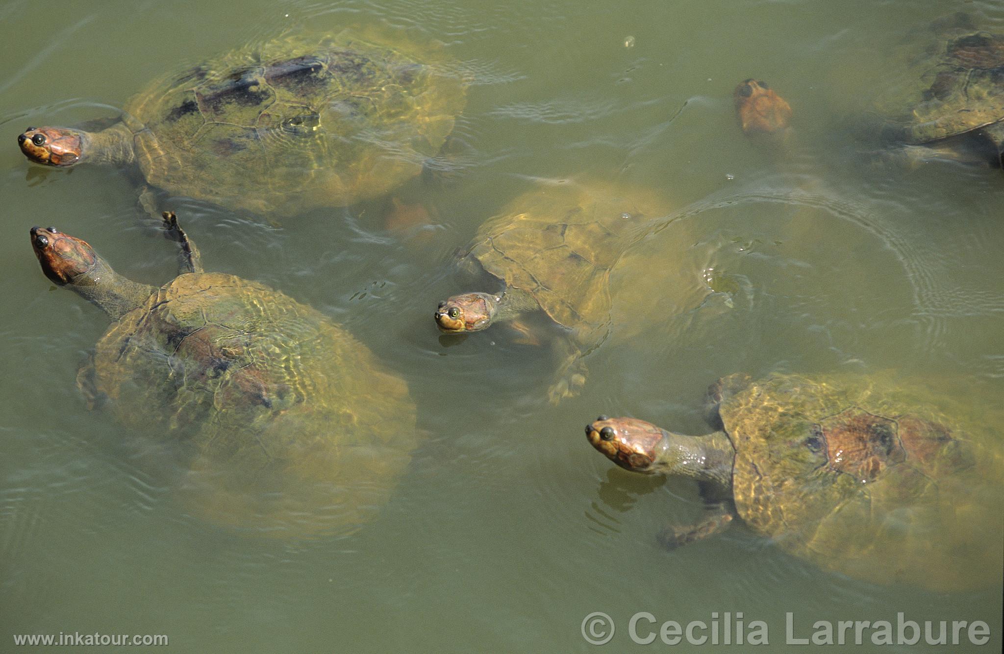 River Turtles