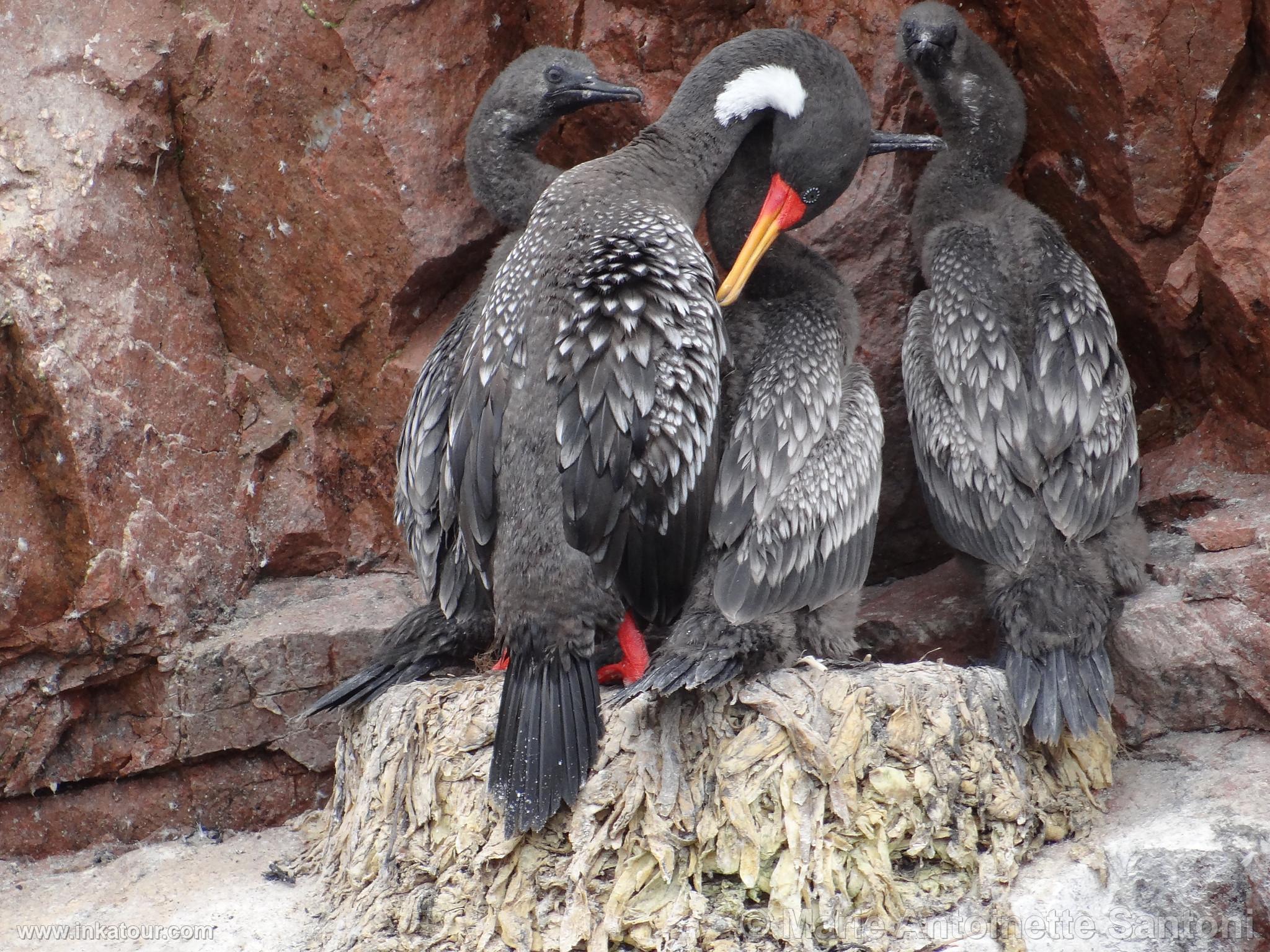 Ballestas, Paracas