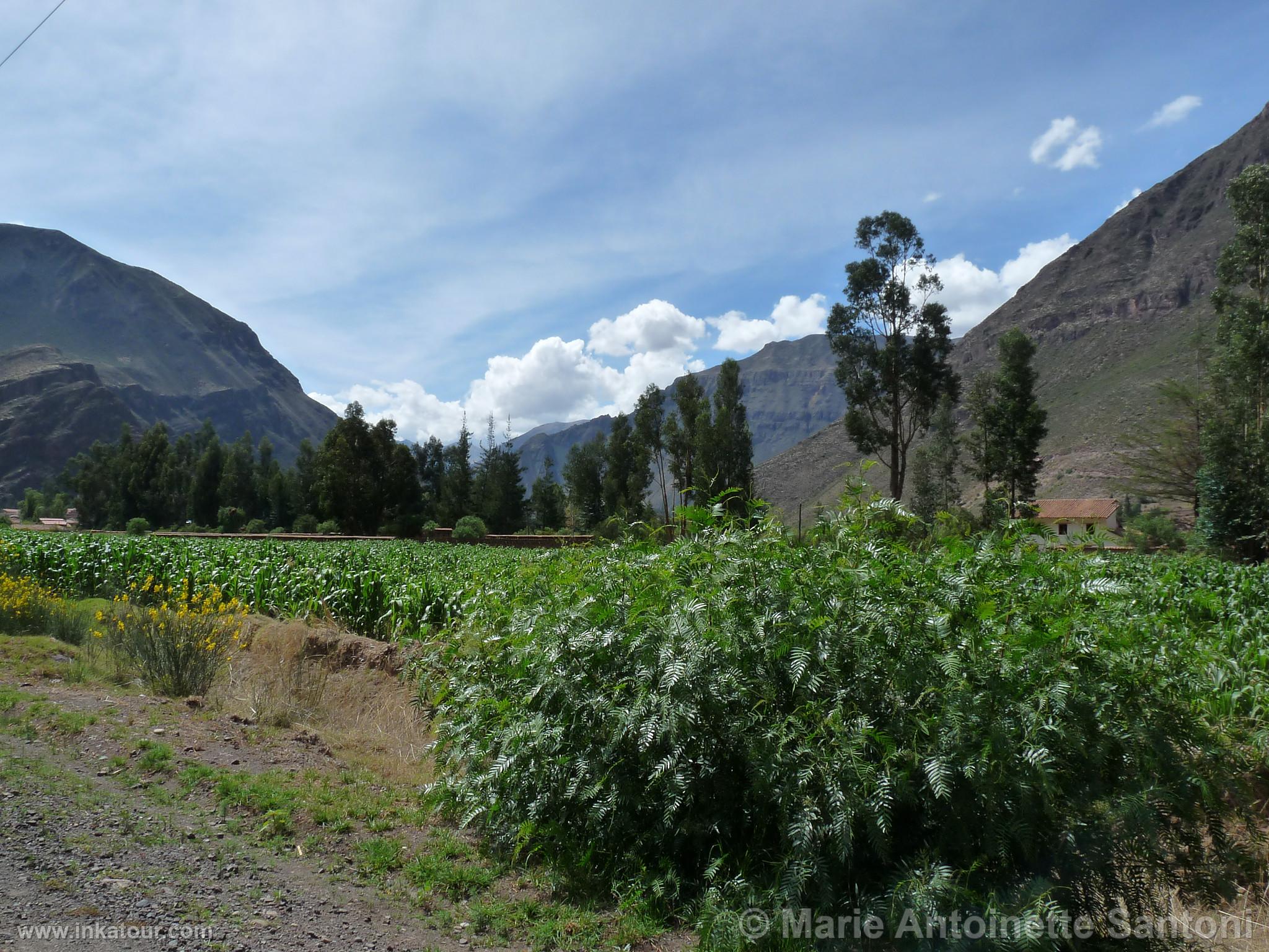 Photo of Peru