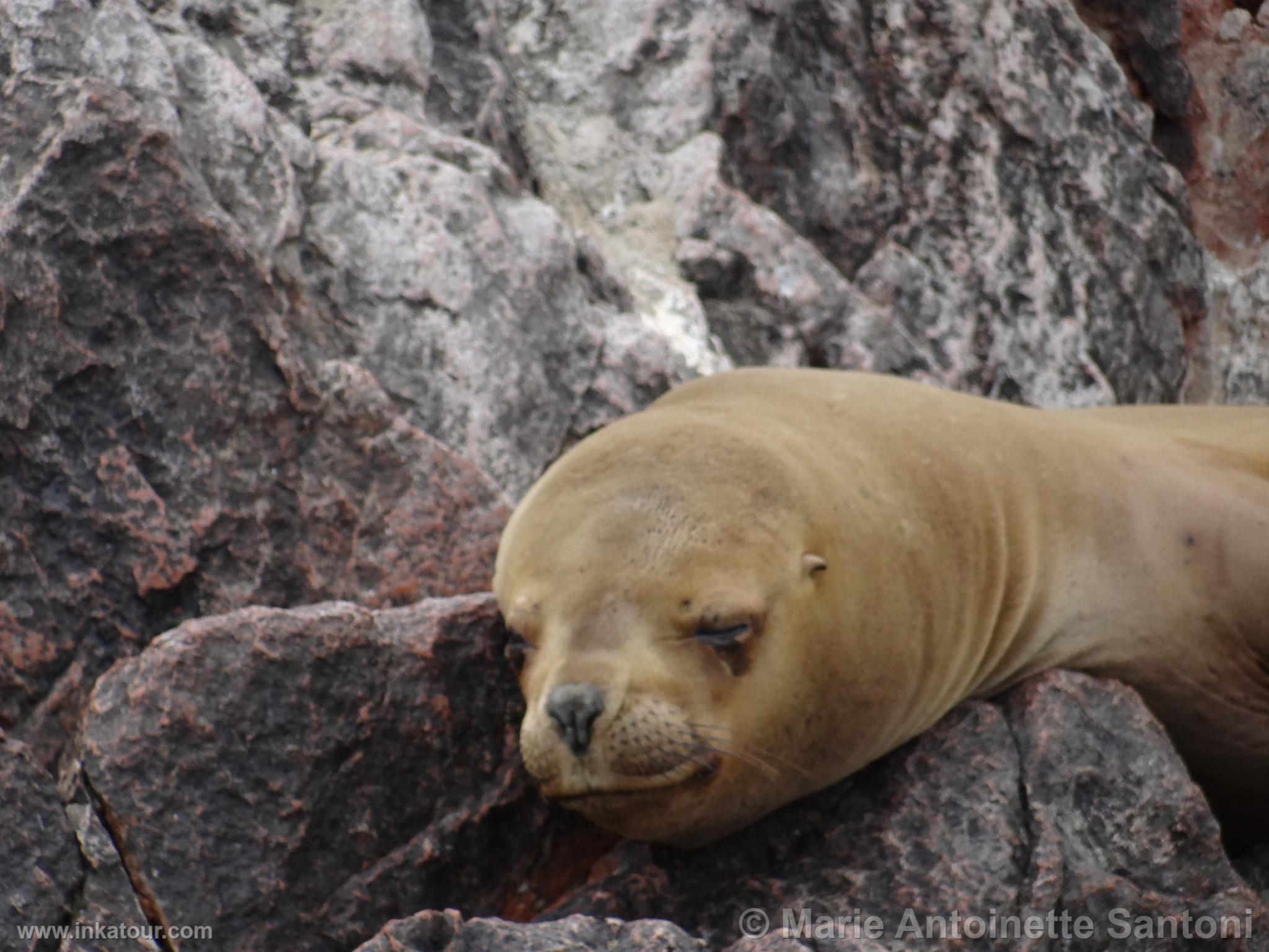 Ballestas, Paracas