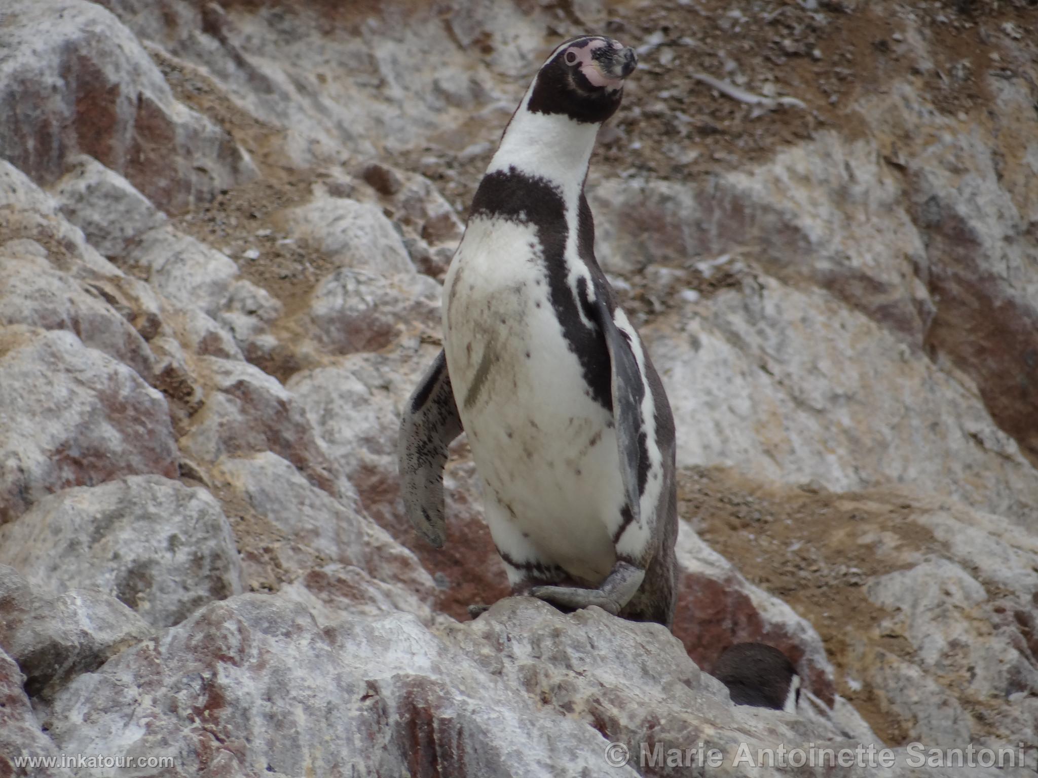 Ballestas Islands, Paracas