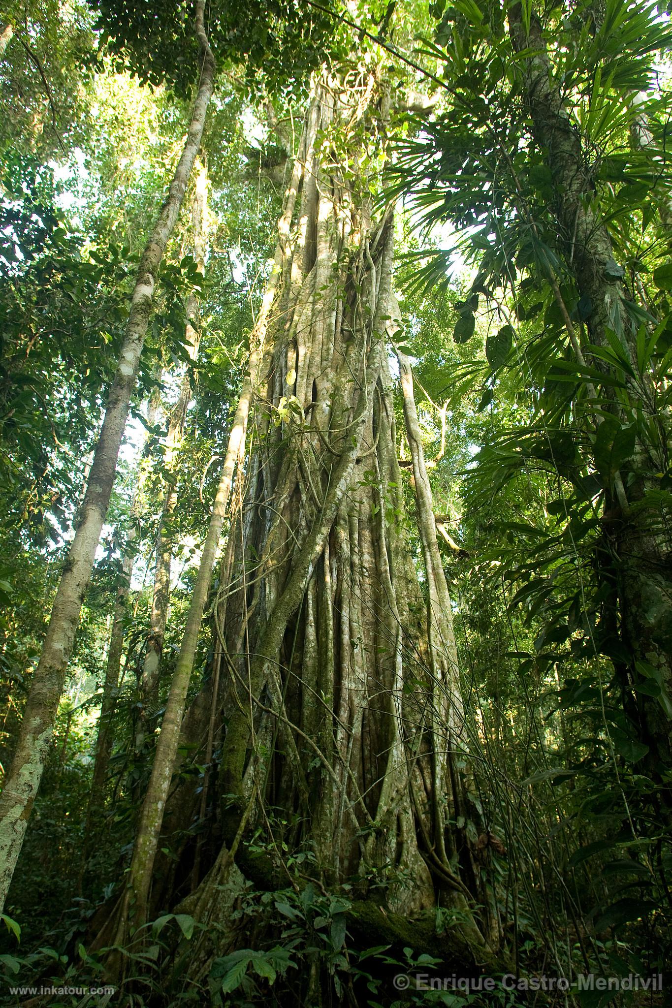 Photo of Peru