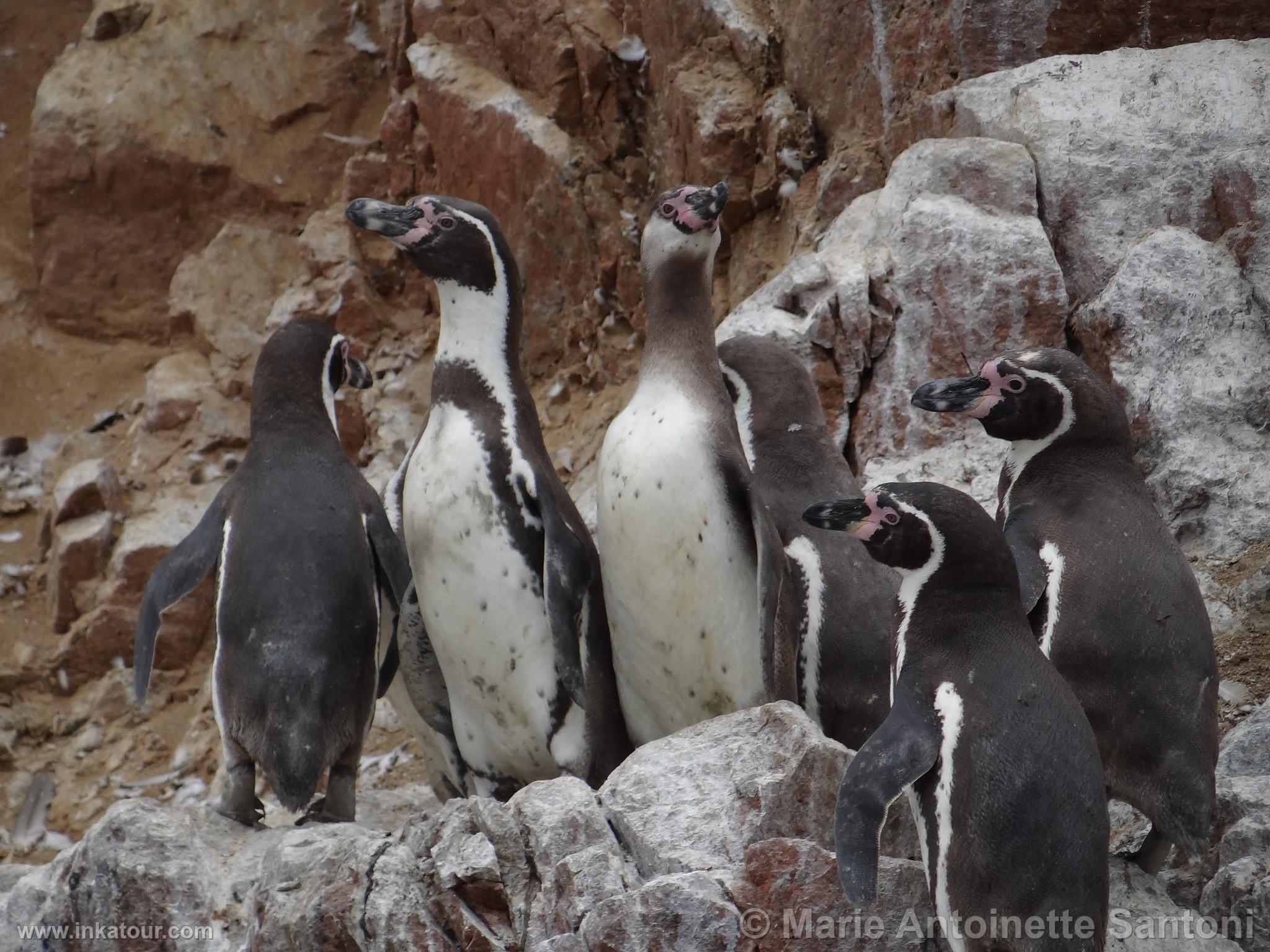 Ballestas, Paracas