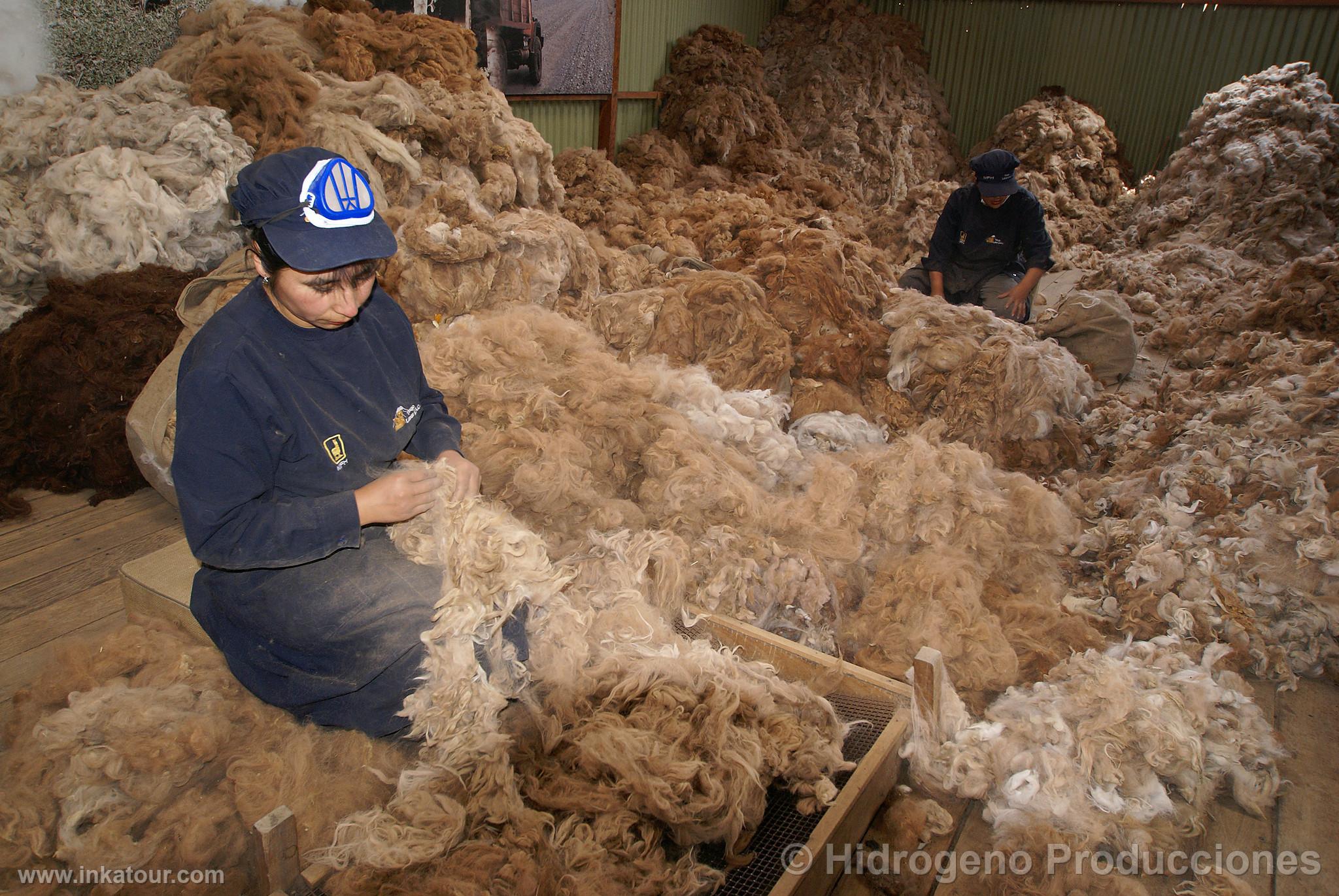 Alpaca Fiber Selection