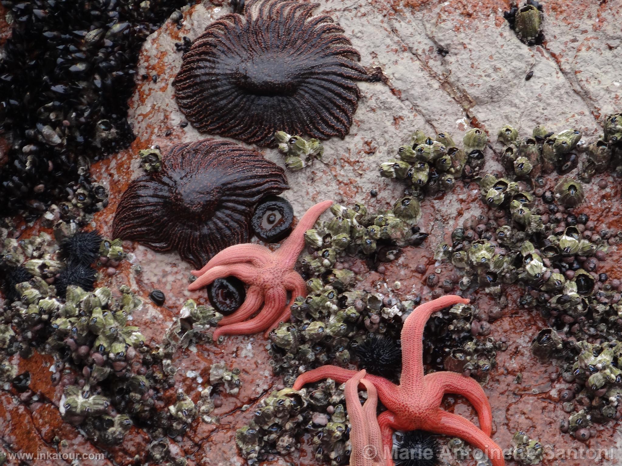 Ballestas, Paracas