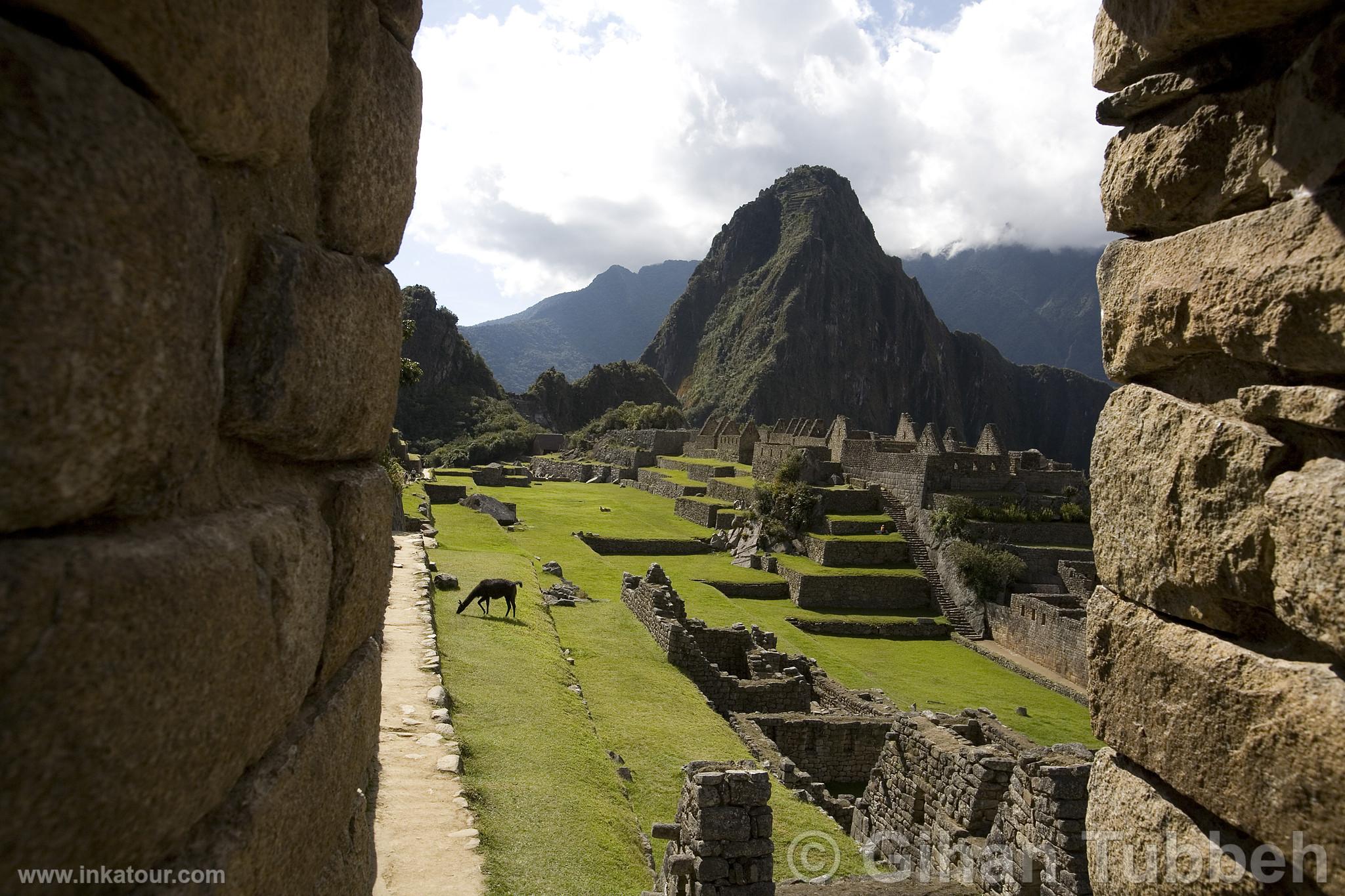 Citadel of Machu Picchu