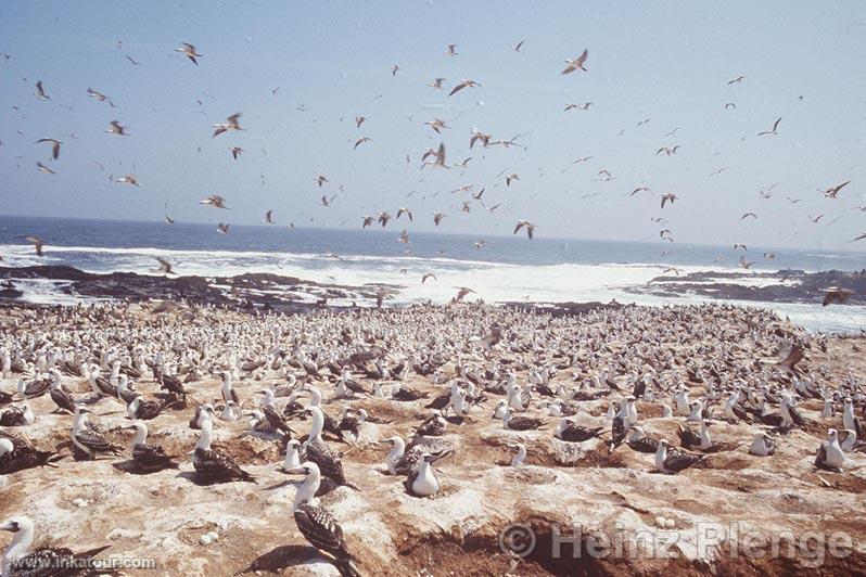 Photo of Peru