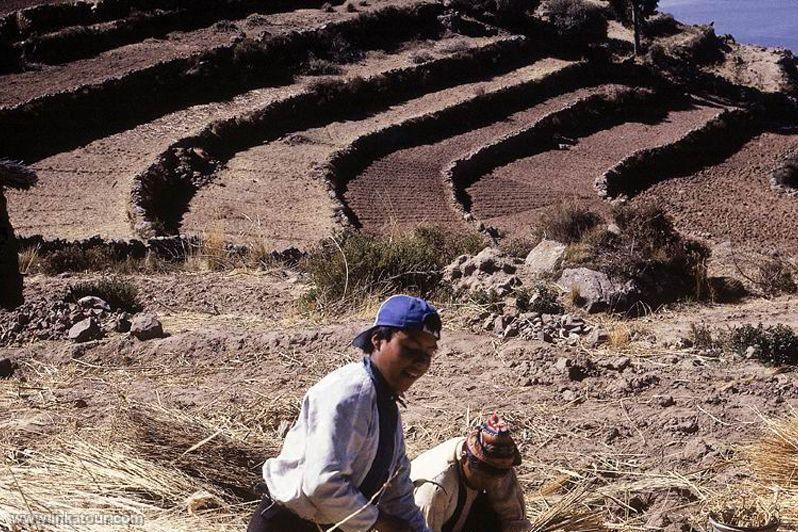 Terrace cultivation