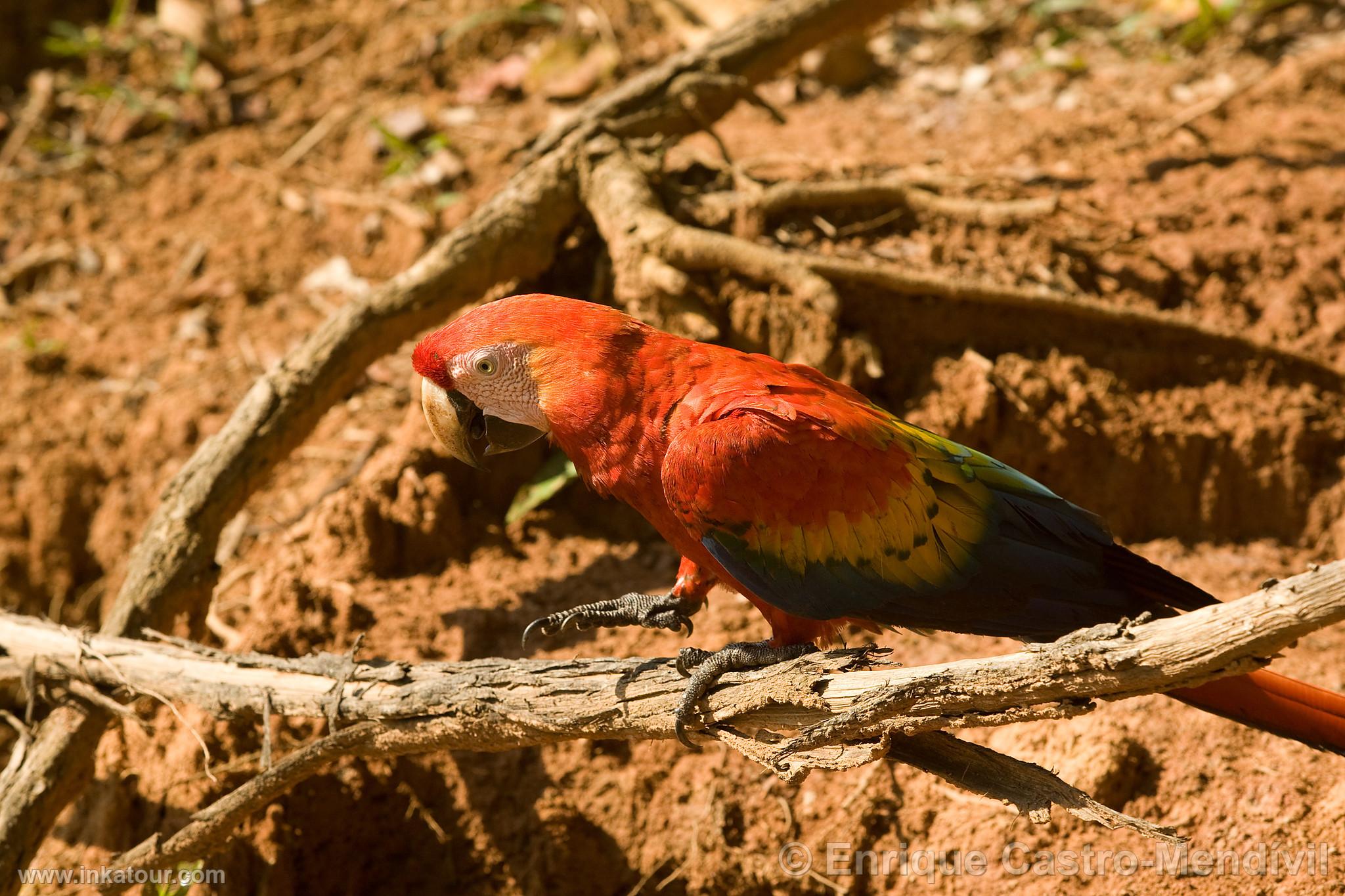 Macaw