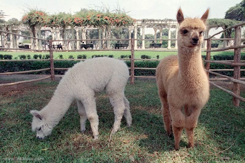 Photo of Peru