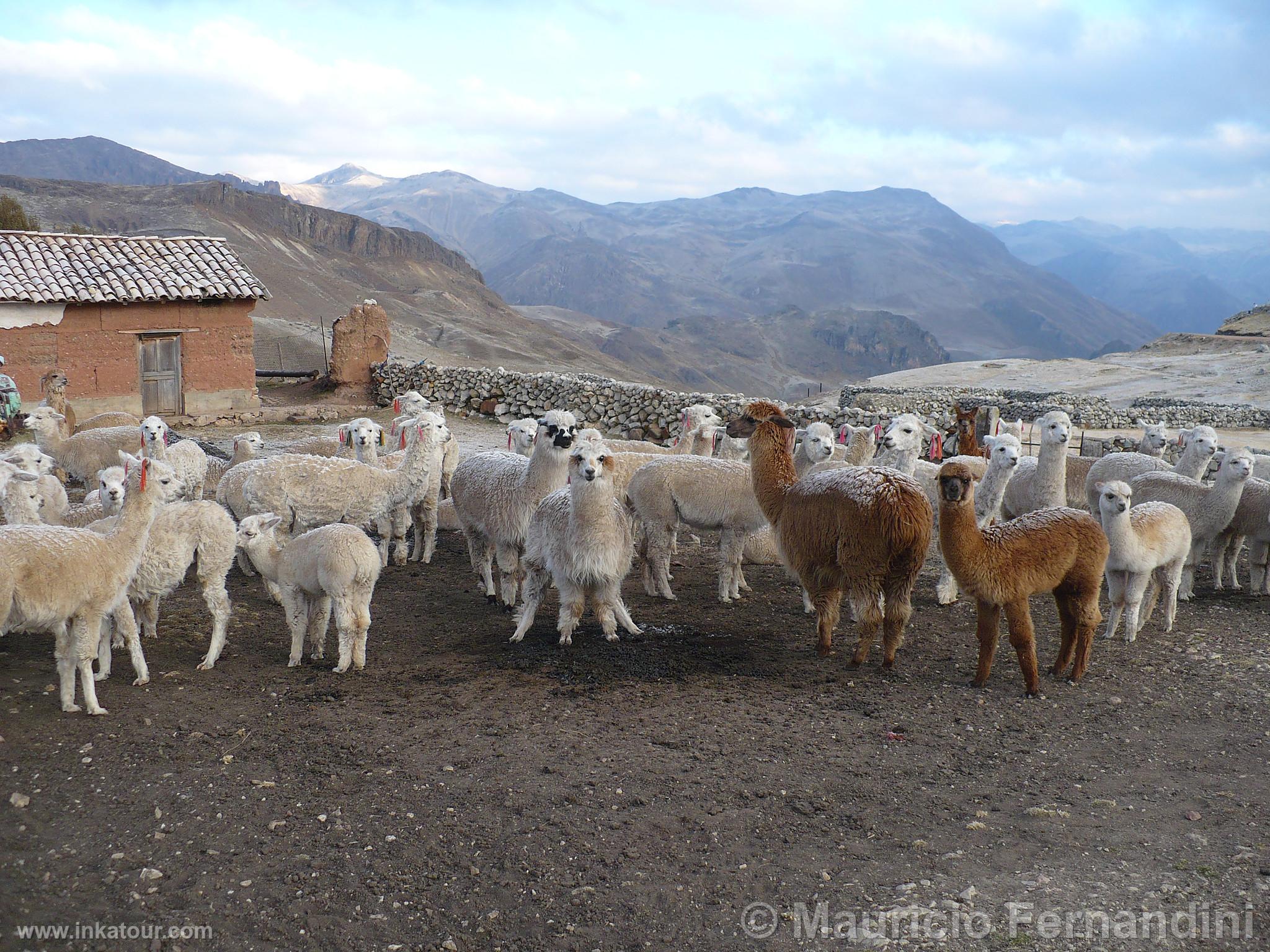 Photo of Peru