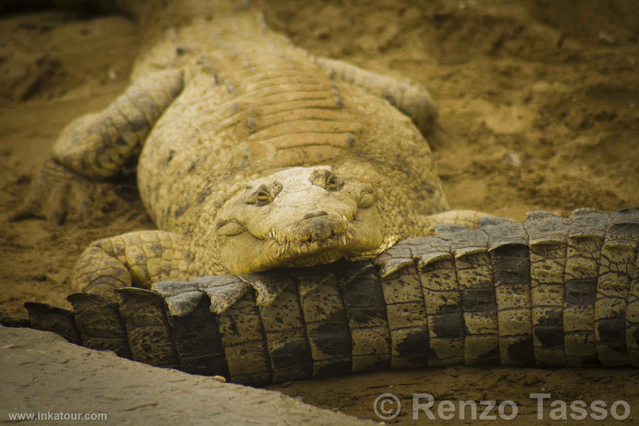 Photo of Peru