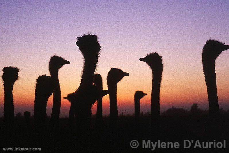 Photo of Peru