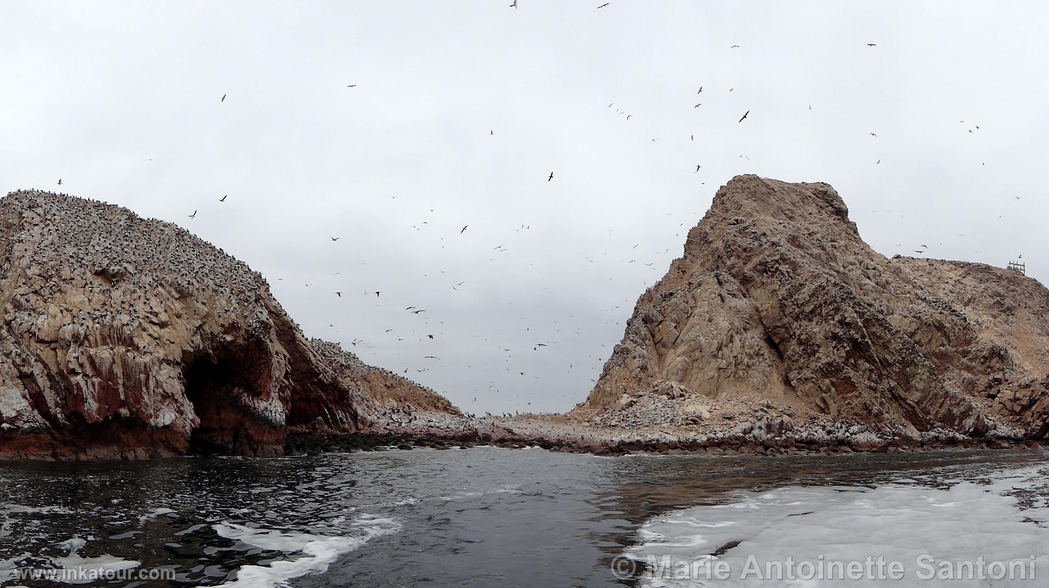 Ballestas, Paracas