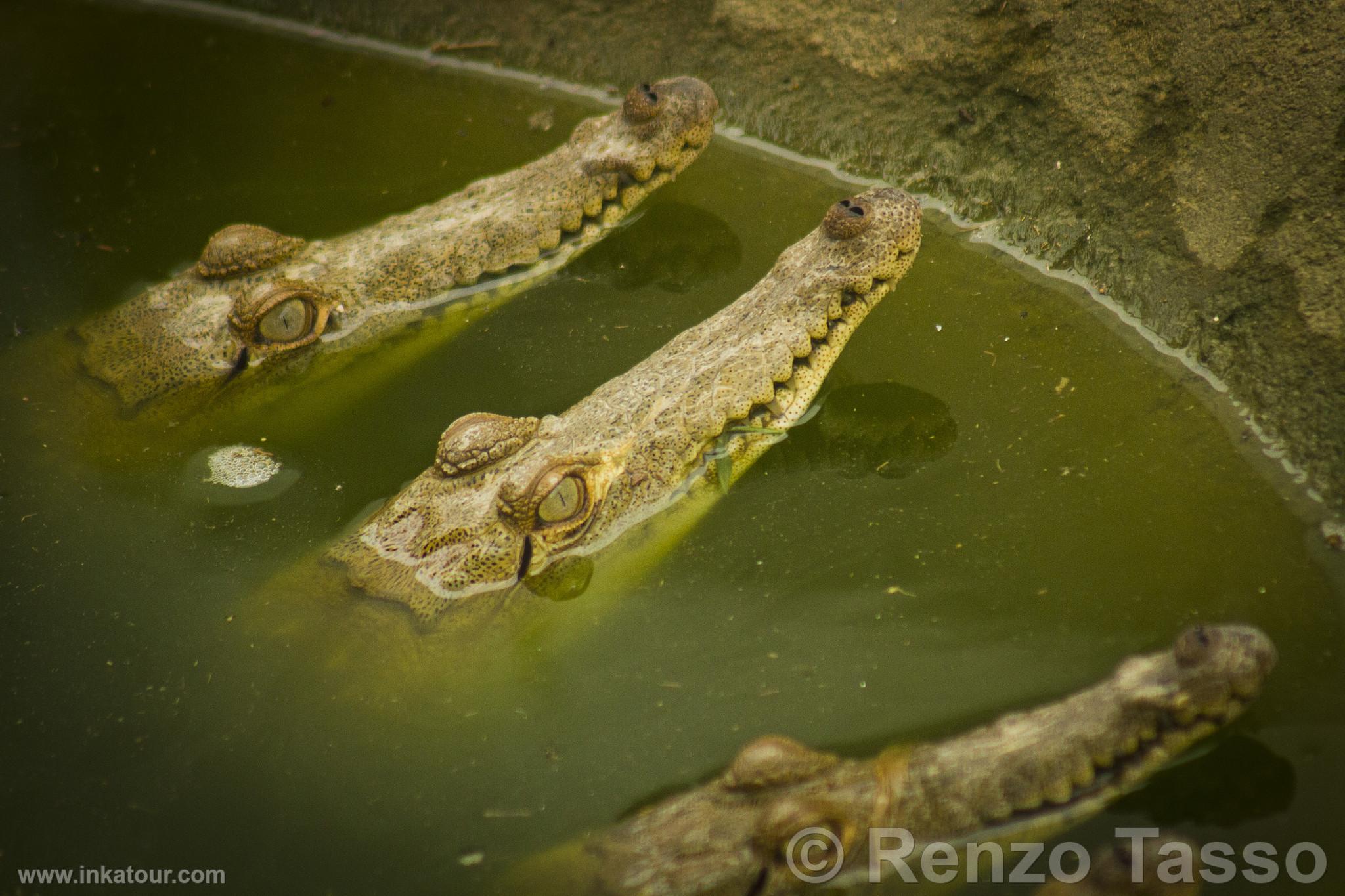 Tumbes Crocodiles