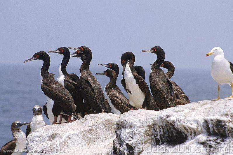 Photo of Peru