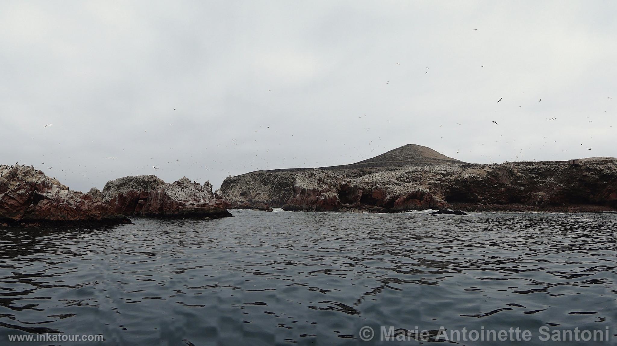 Ballestas Islands, Paracas