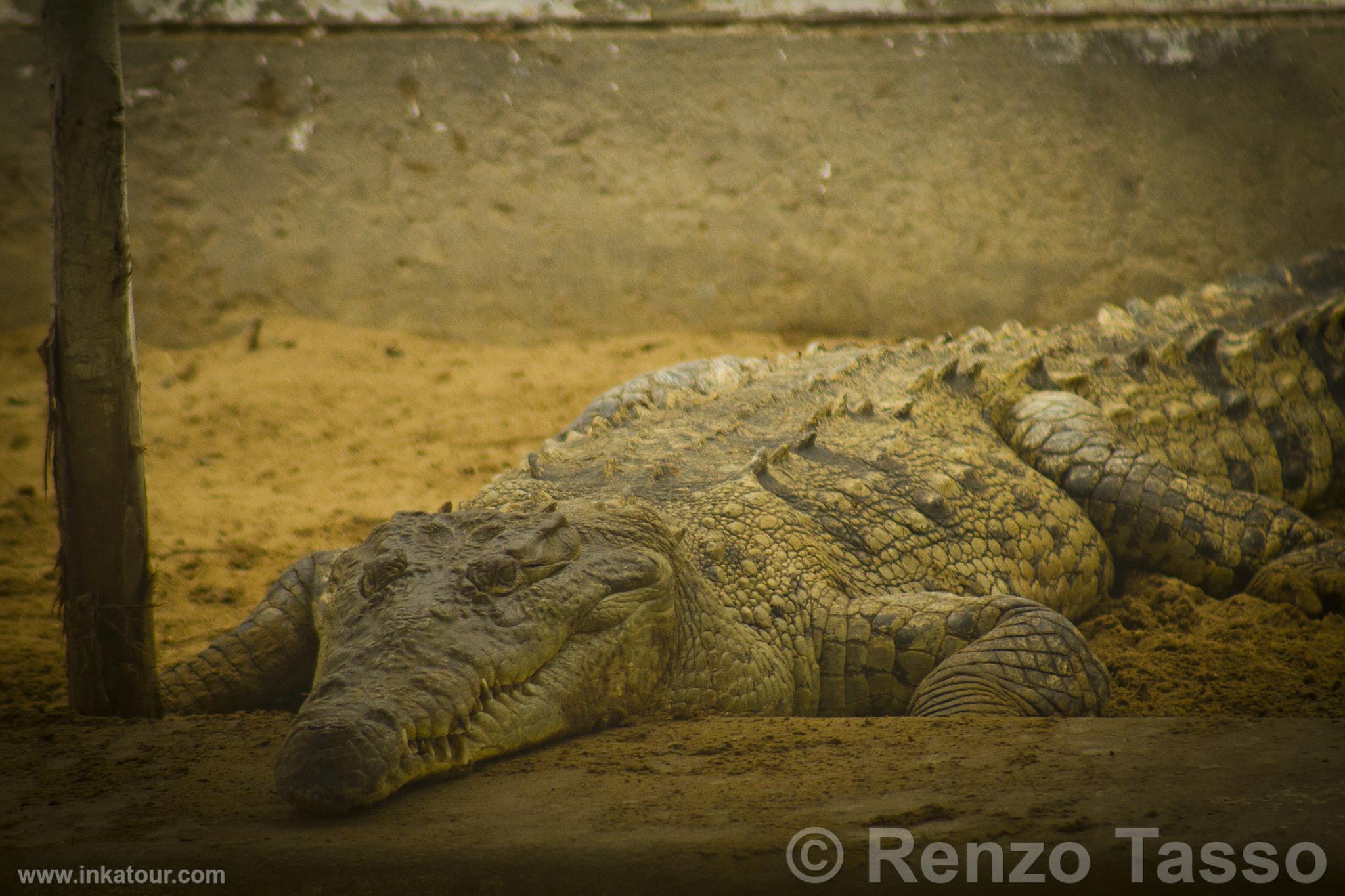 Tumbes Crocodile