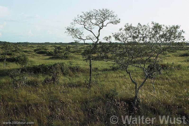 Pampas del Heath