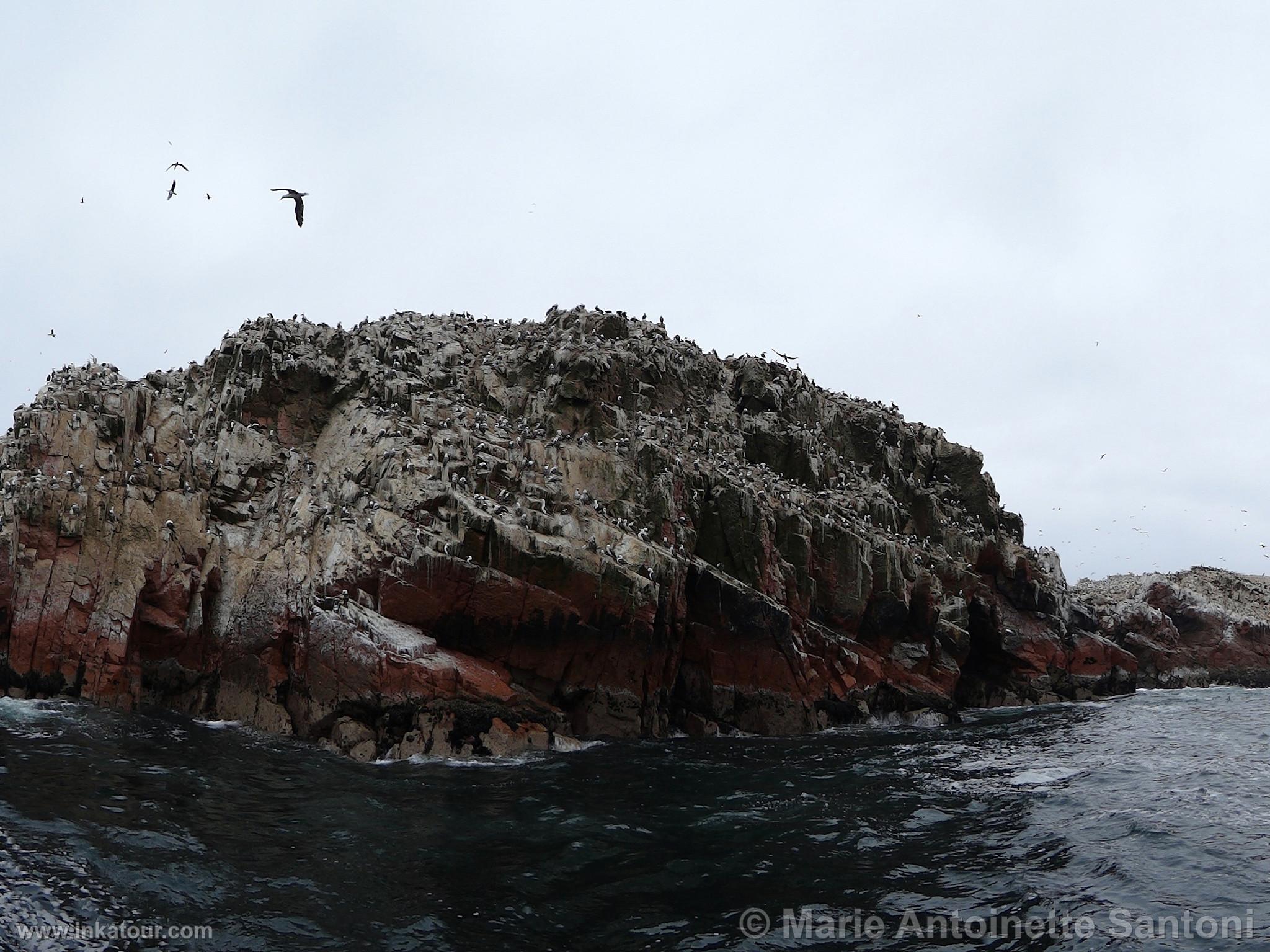 Ballestas Islands, Paracas