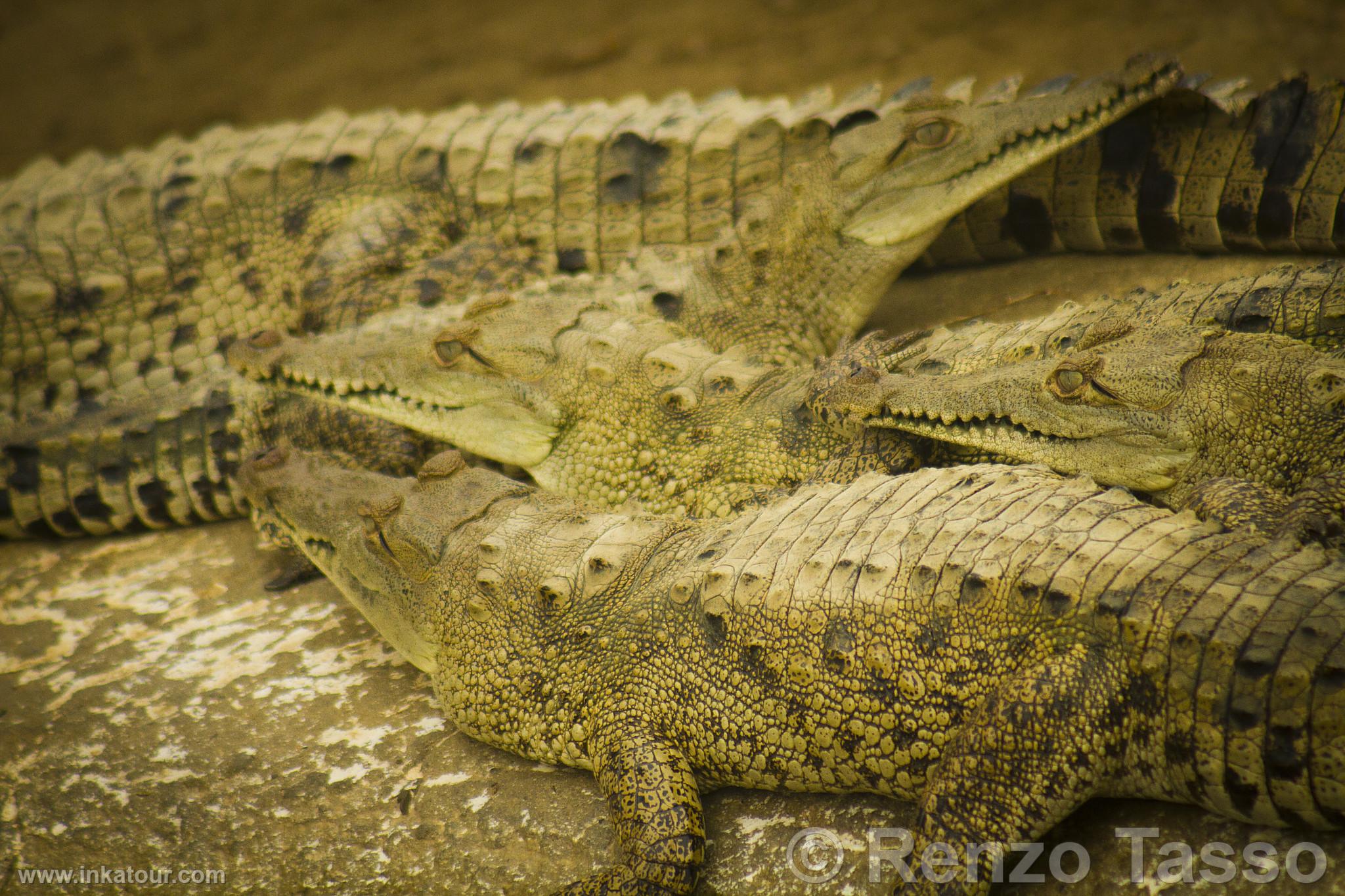 Tumbes Crocodiles