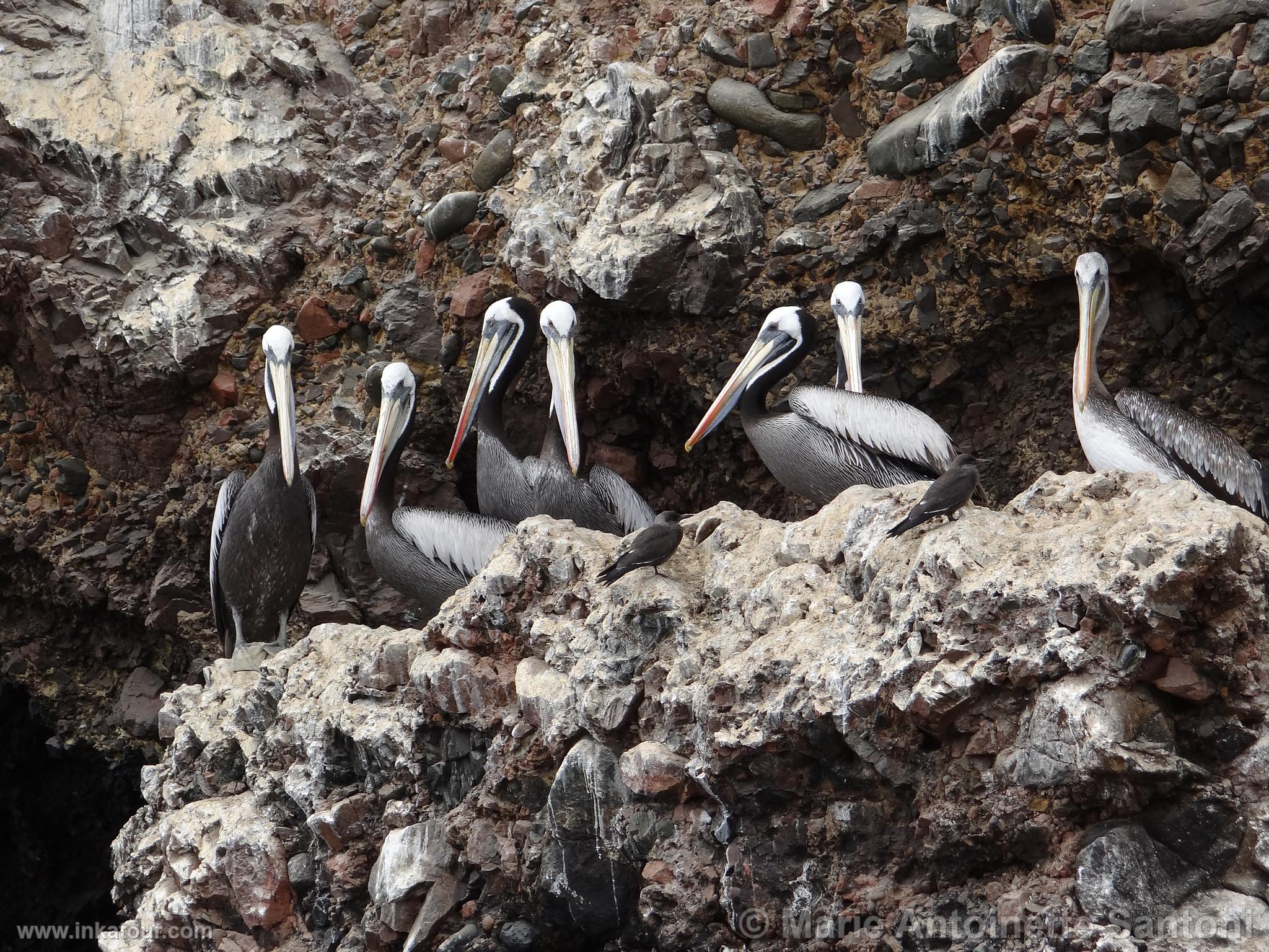 Ballestas, Paracas