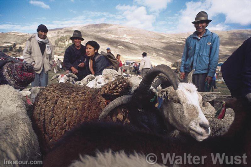 Cattle activity