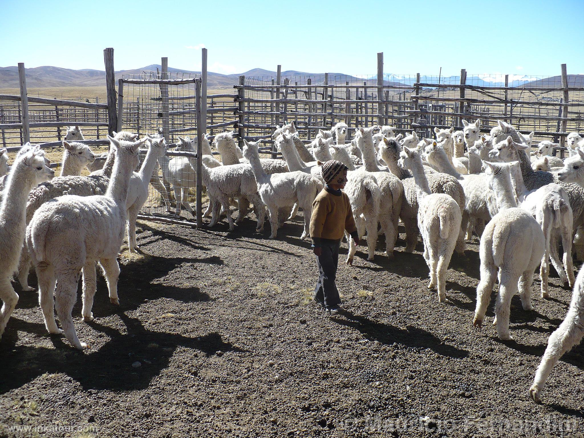 Alpacas