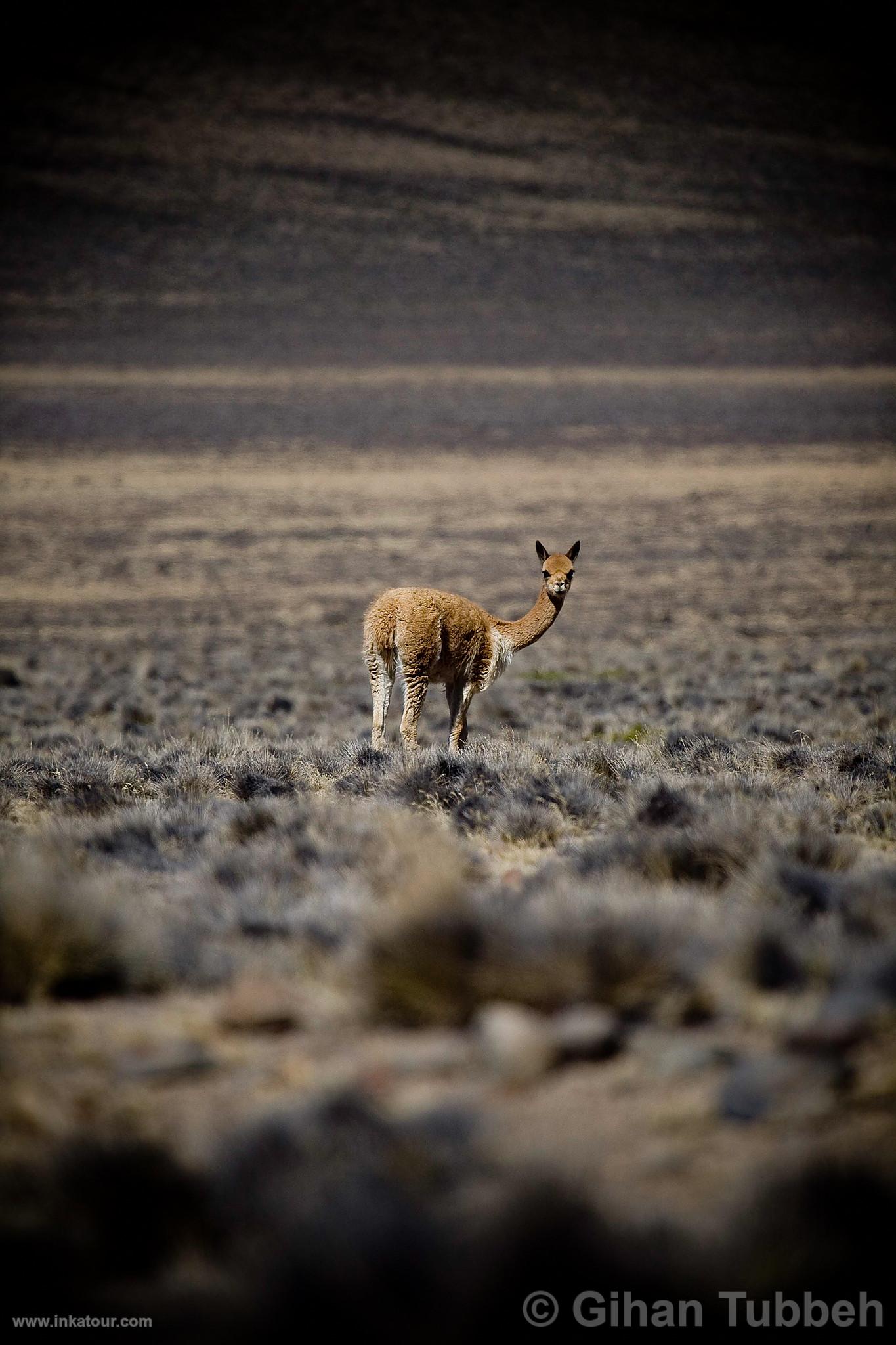 Photo of Peru