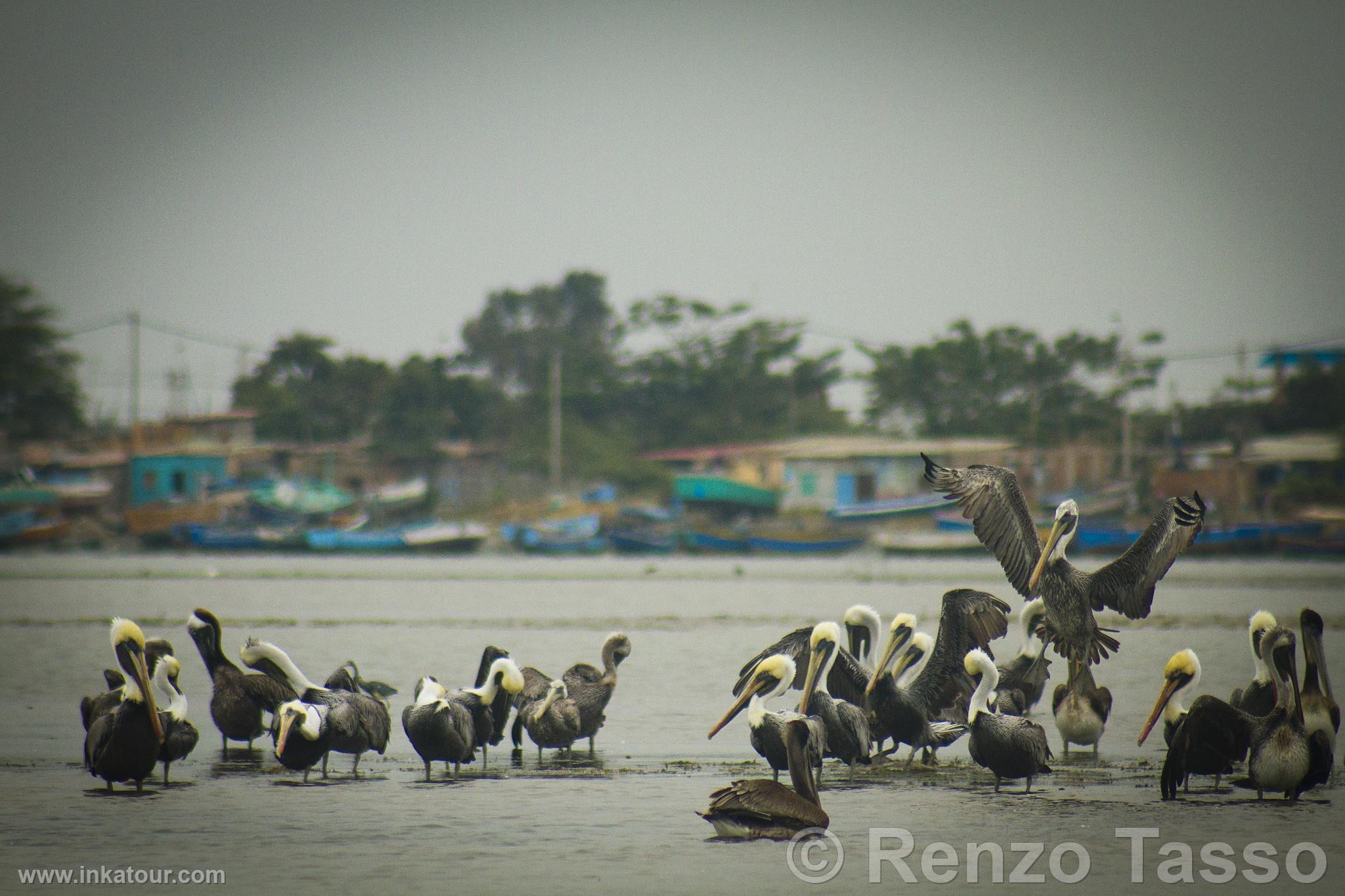 Puerto Pizarro Mangroves