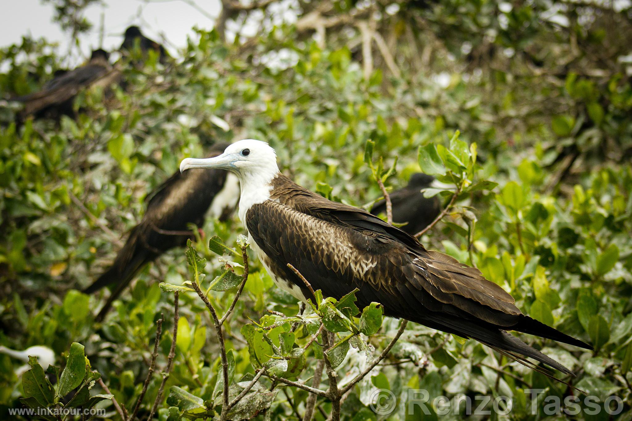 Puerto Pizarro Mangroves