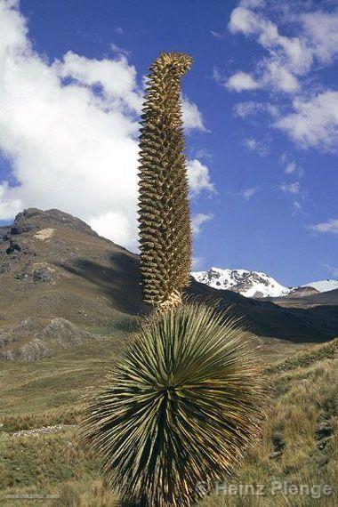 Photo of Peru