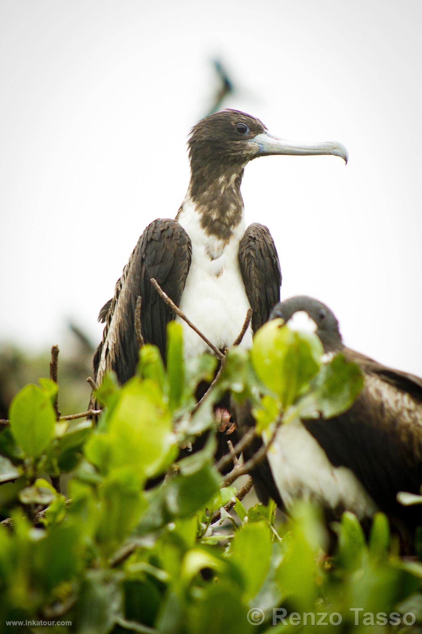 Photo of Peru