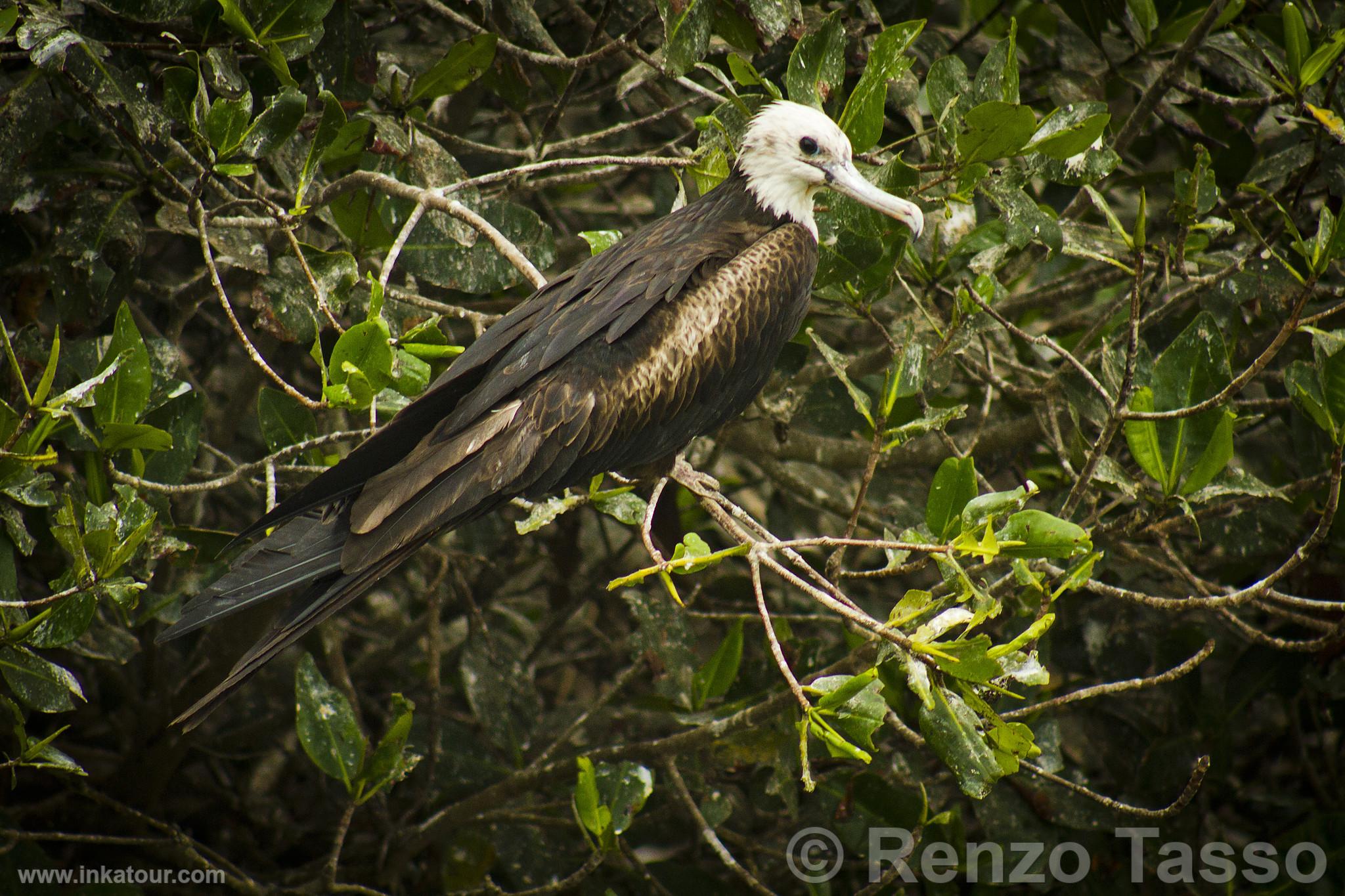 Photo of Peru