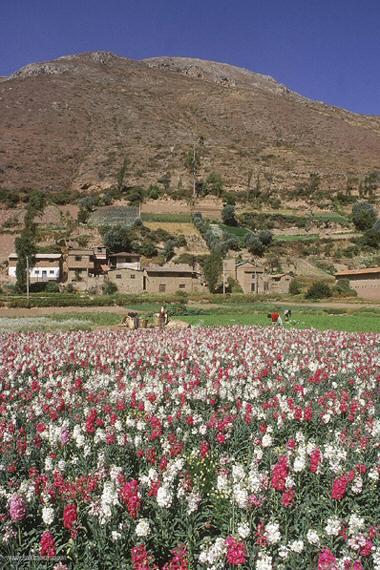 Photo of Peru