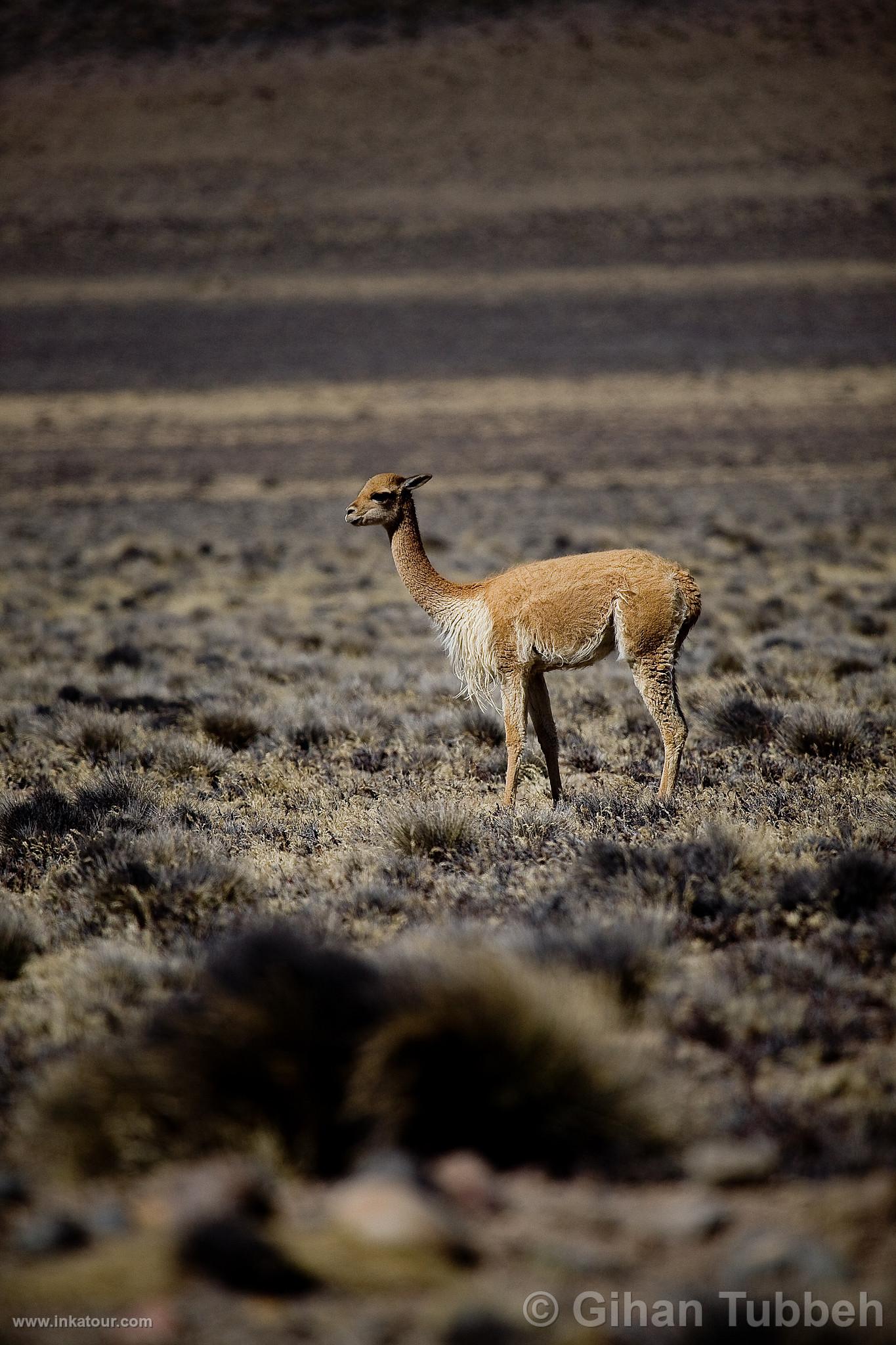 Photo of Peru