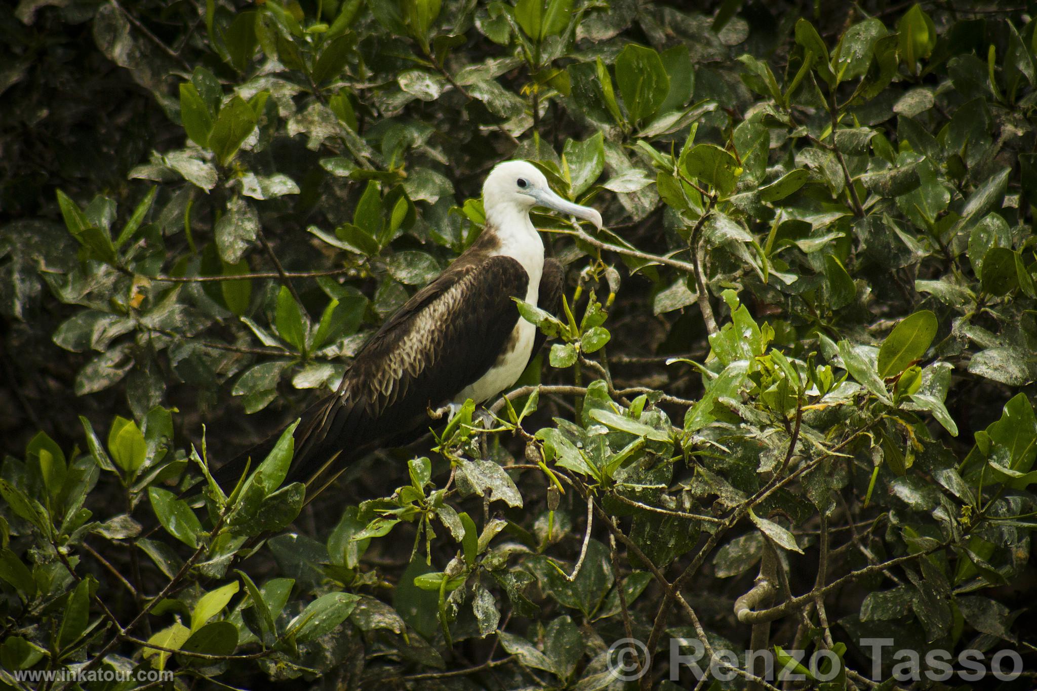 Photo of Peru