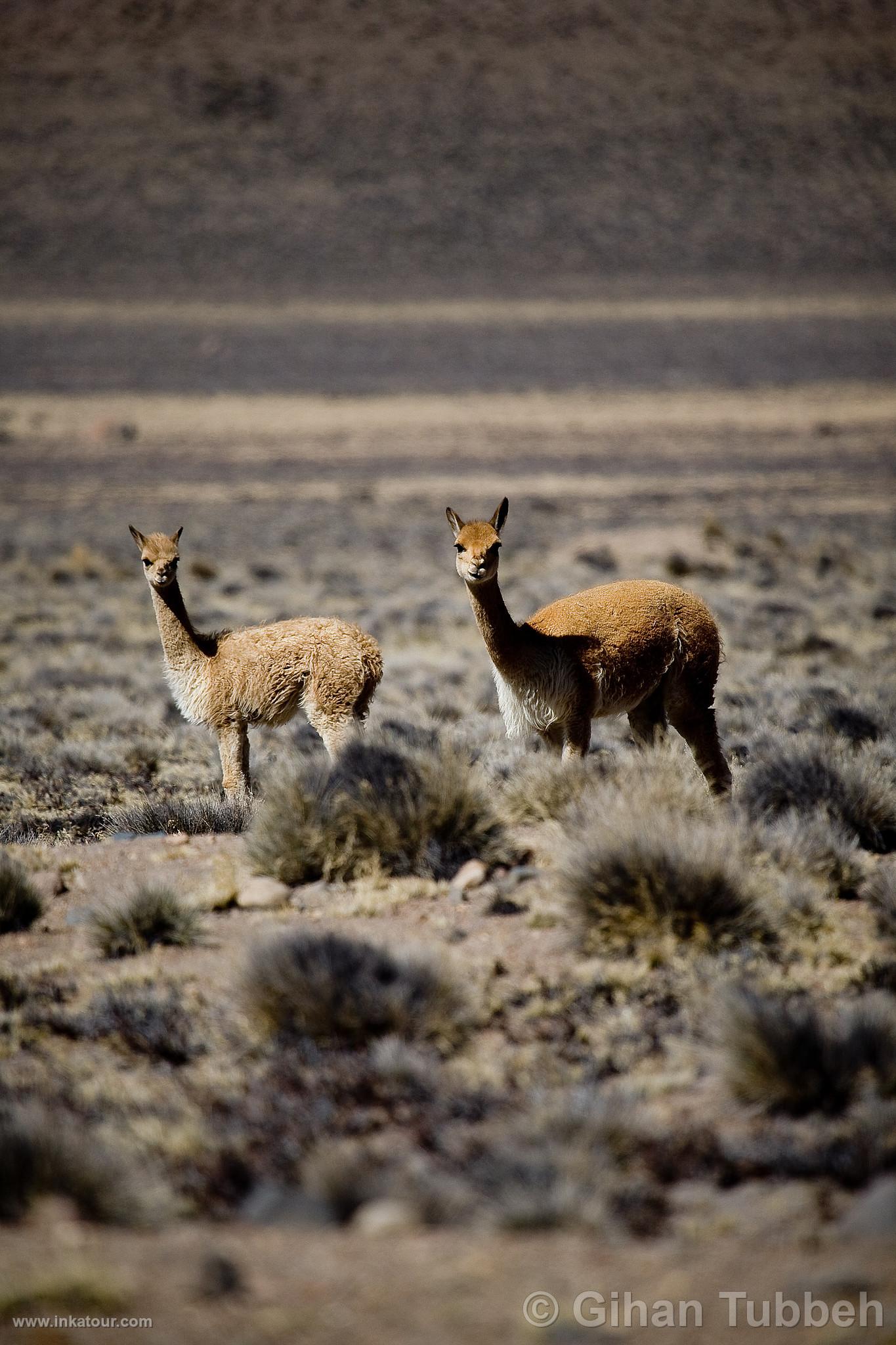 Photo of Peru