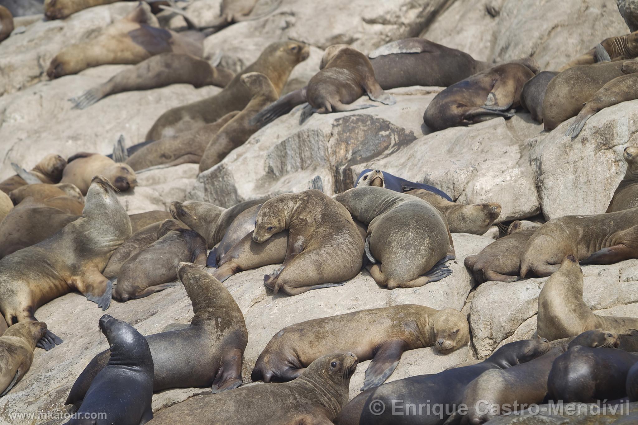 Photo of Peru